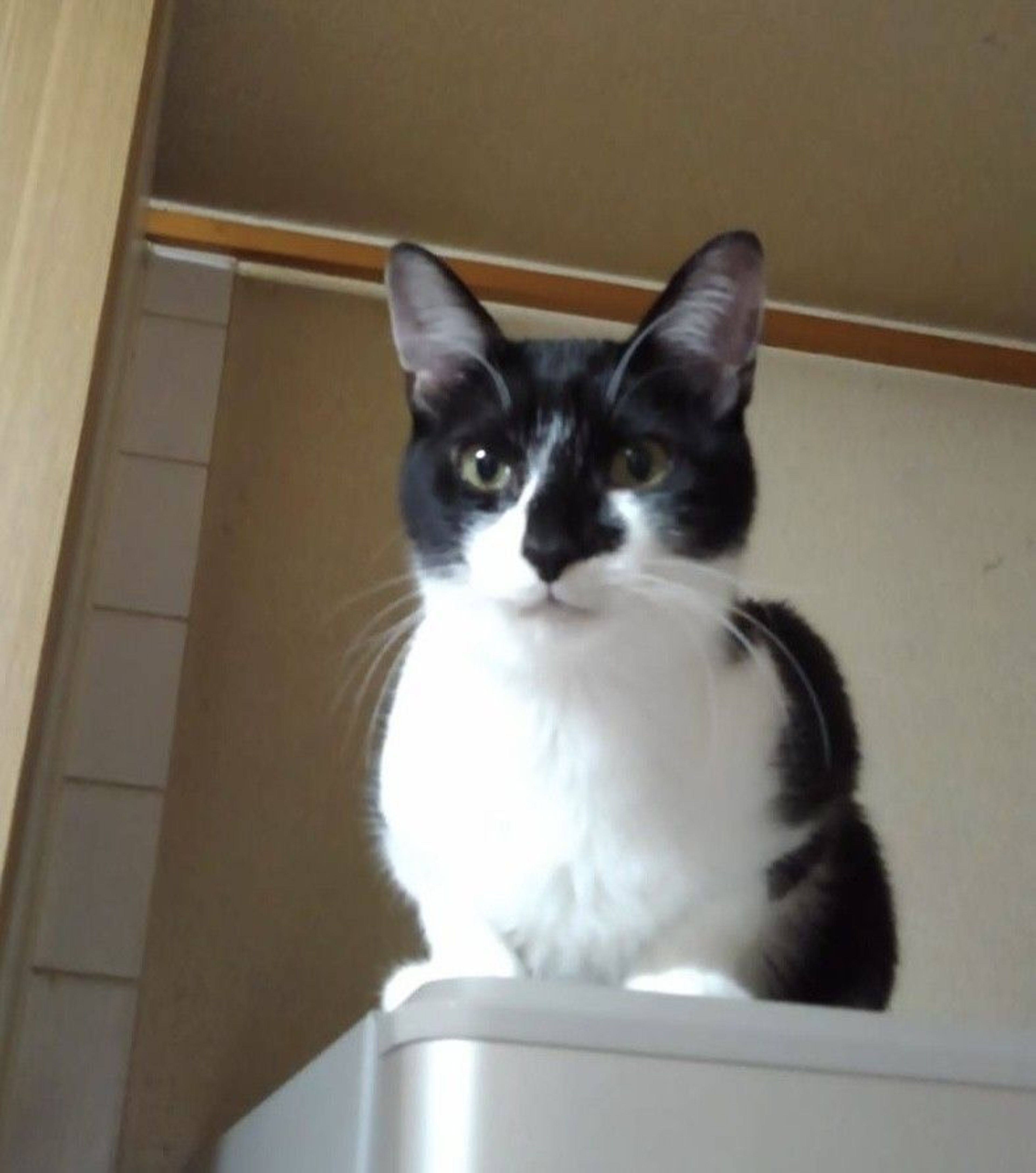 雑種（ミックス猫）・オスの里親募集の写真