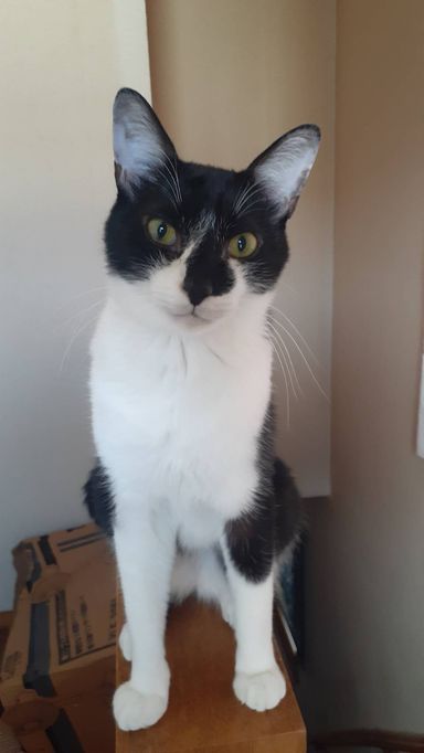 雑種（ミックス猫）・オスの里親募集の写真