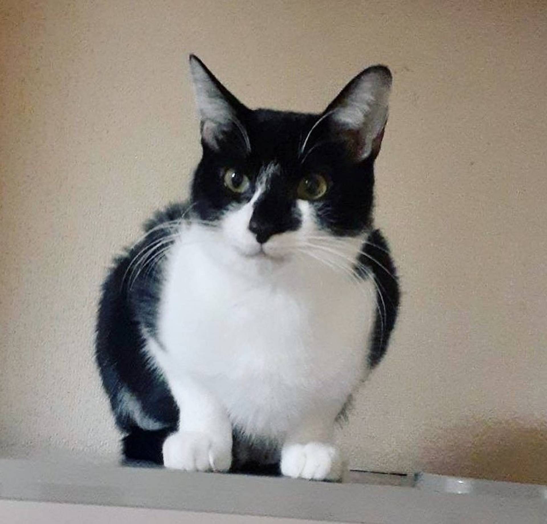 雑種（ミックス猫）・オスの里親募集の写真