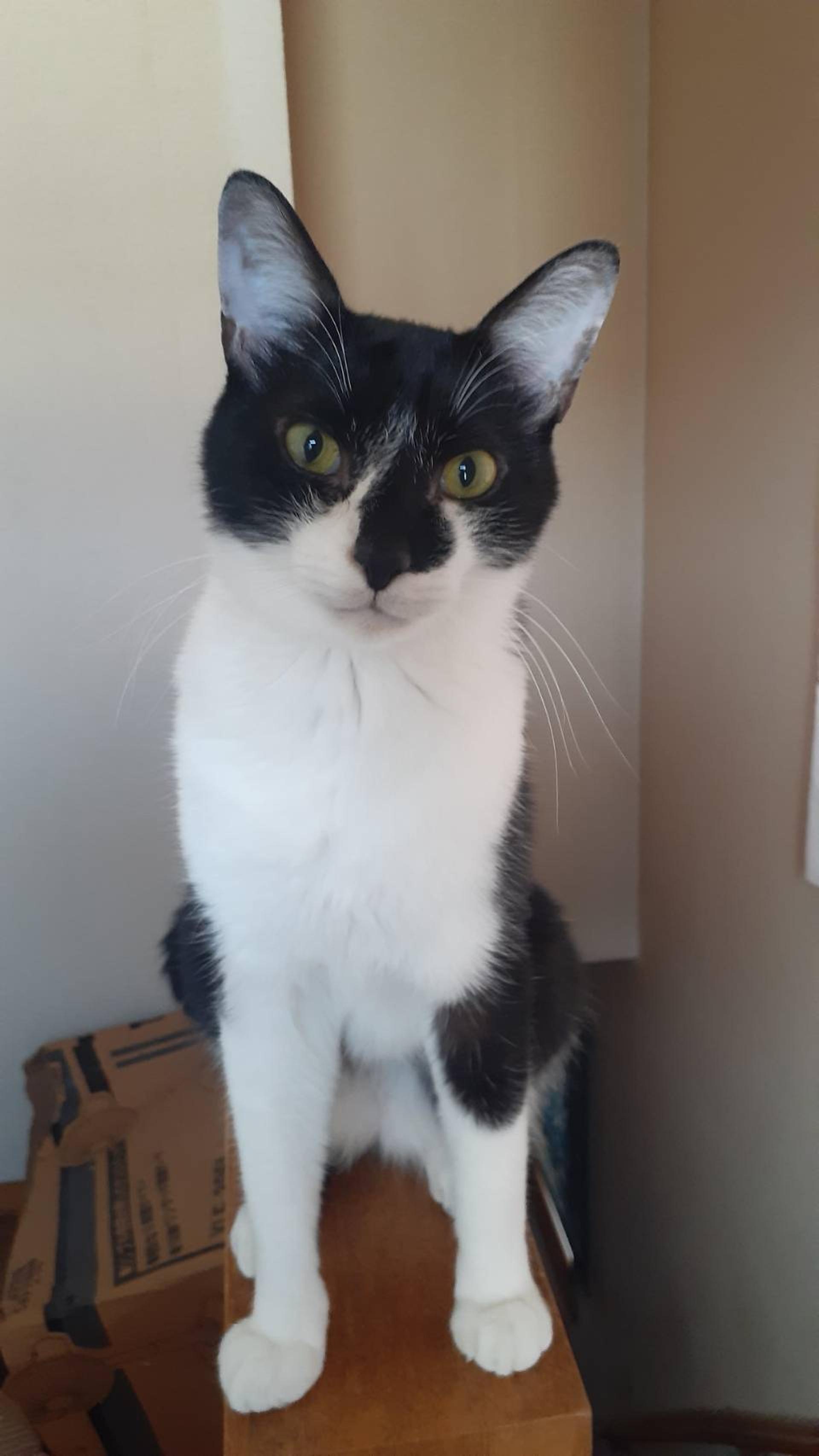 pet-image-2
