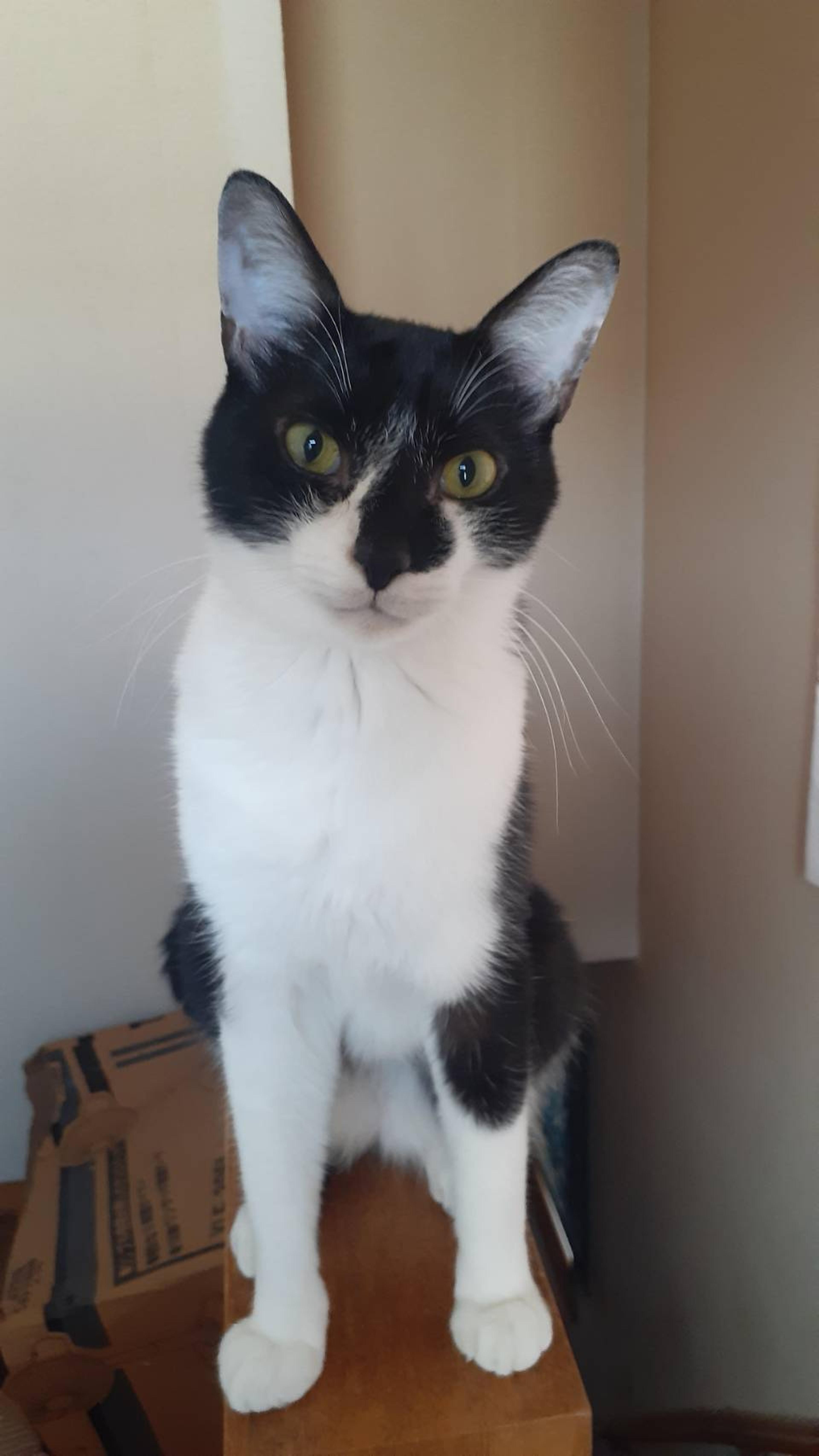 pet-image-2