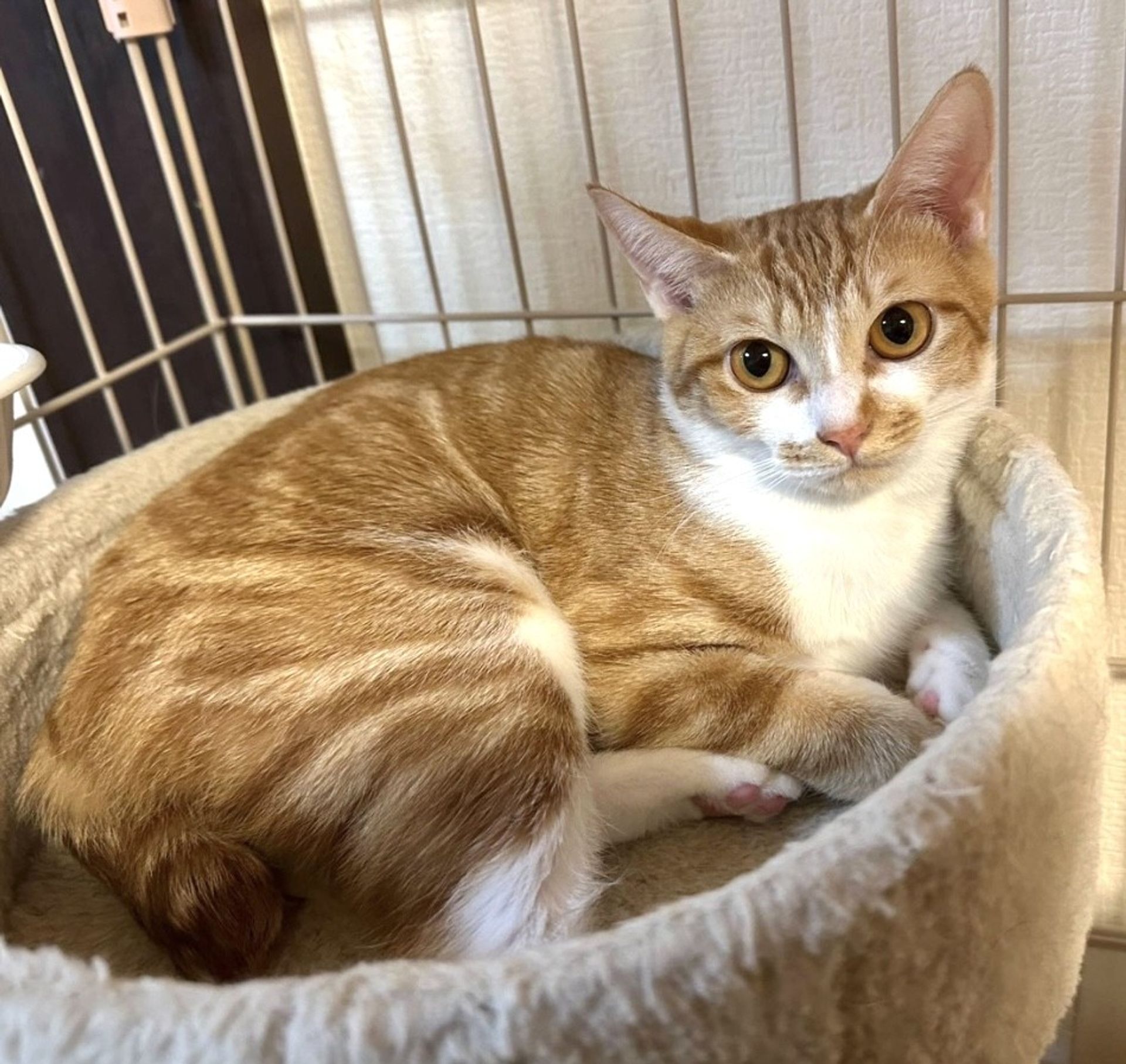 雑種（ミックス猫）・メスの里親募集の写真