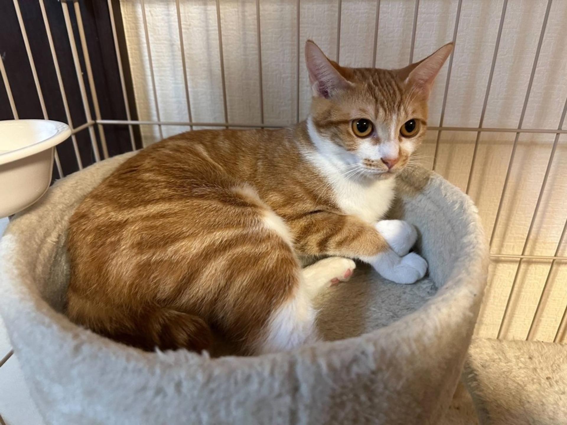 pet-image-2