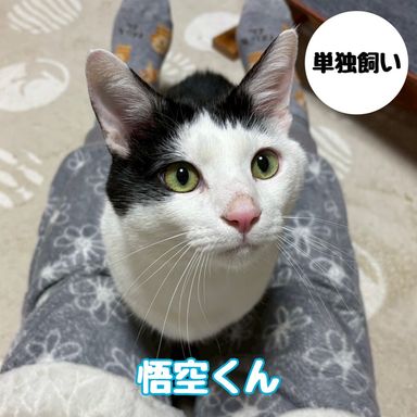 雑種（ミックス猫）・オスの里親募集の写真