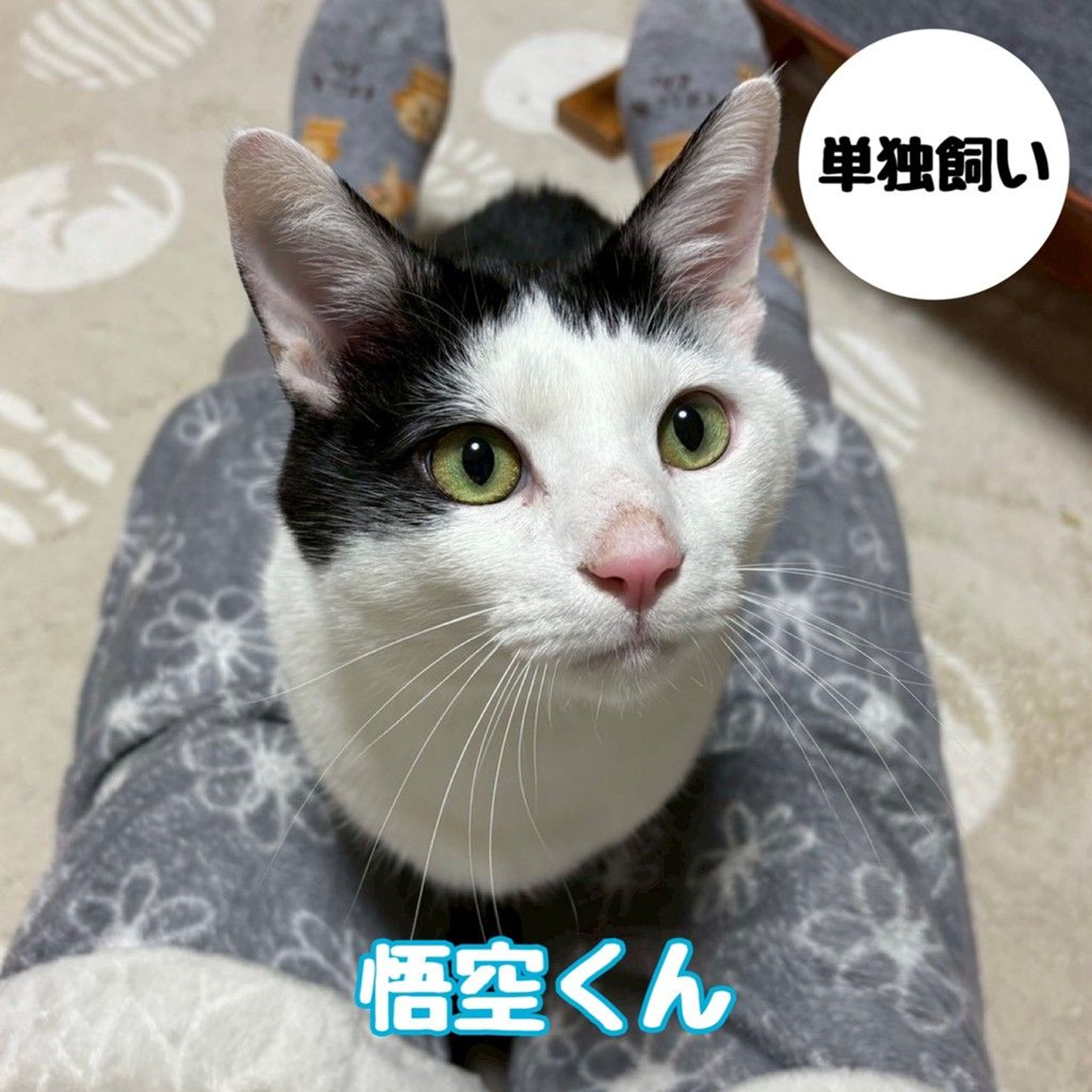 雑種（ミックス猫）・オスの里親募集の写真