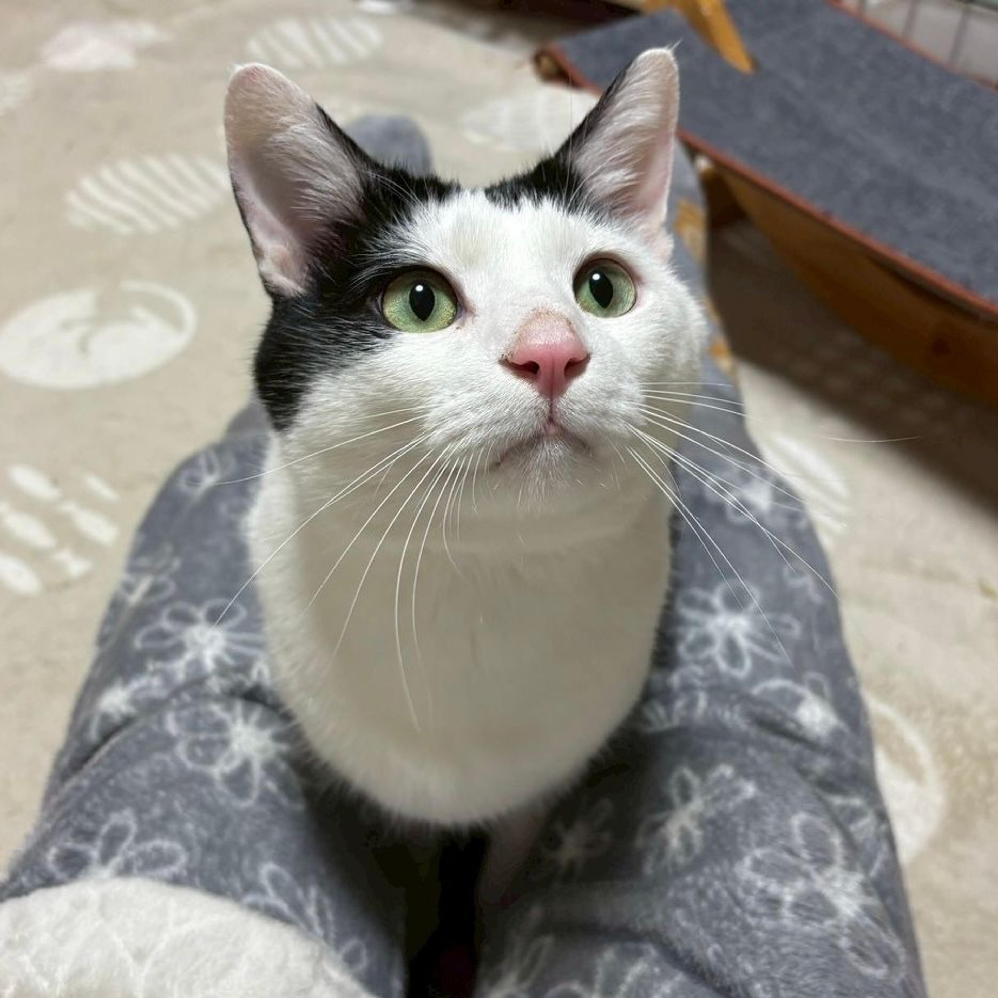 pet-image-2