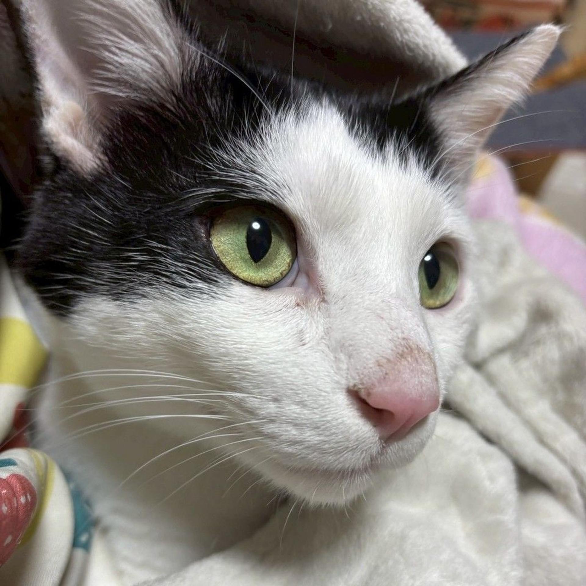 pet-image-3