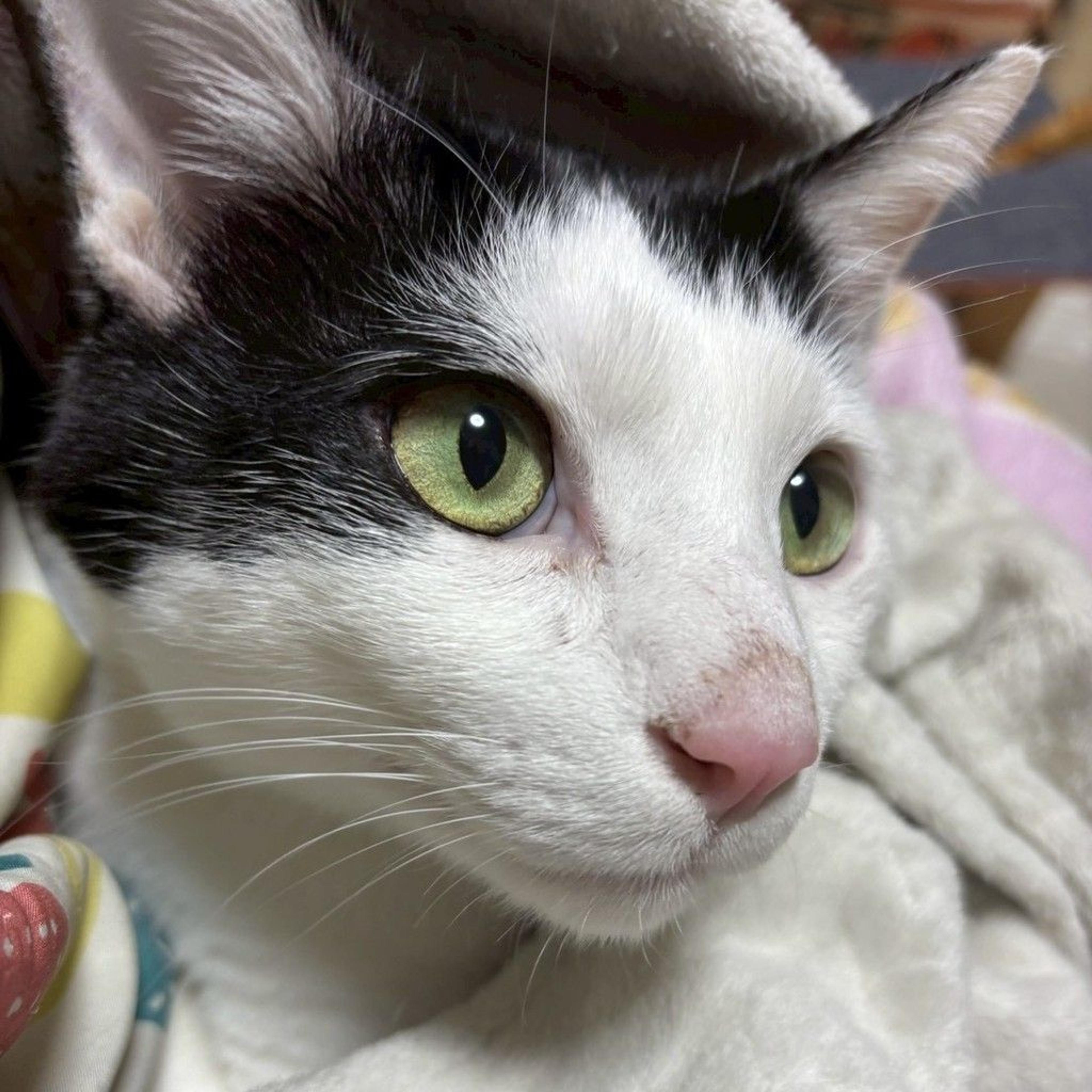 pet-image-3
