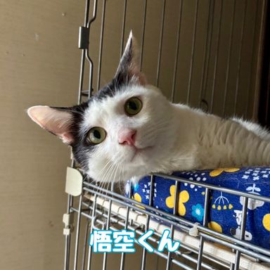 悟空