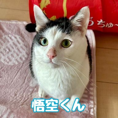 悟空