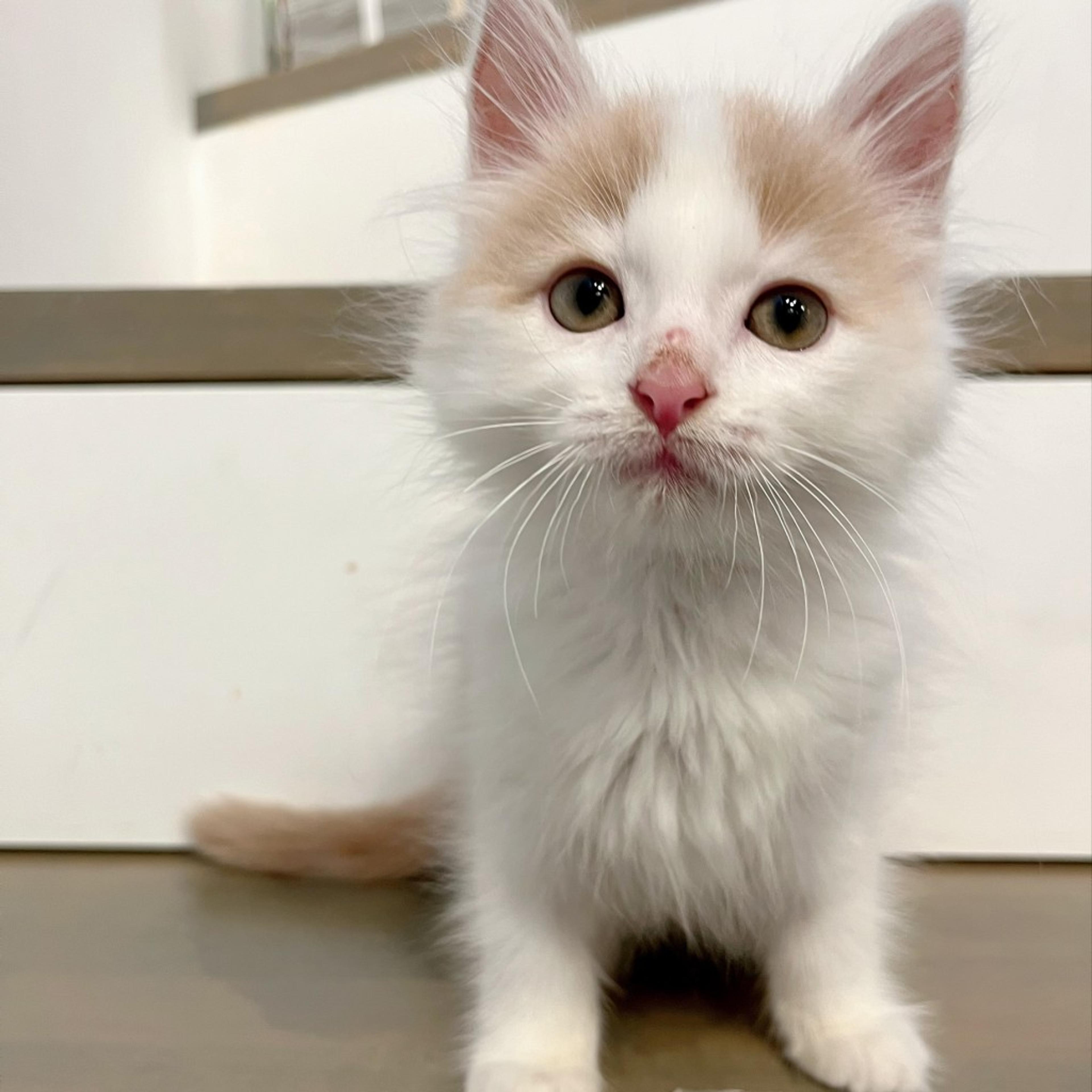pet-image-3