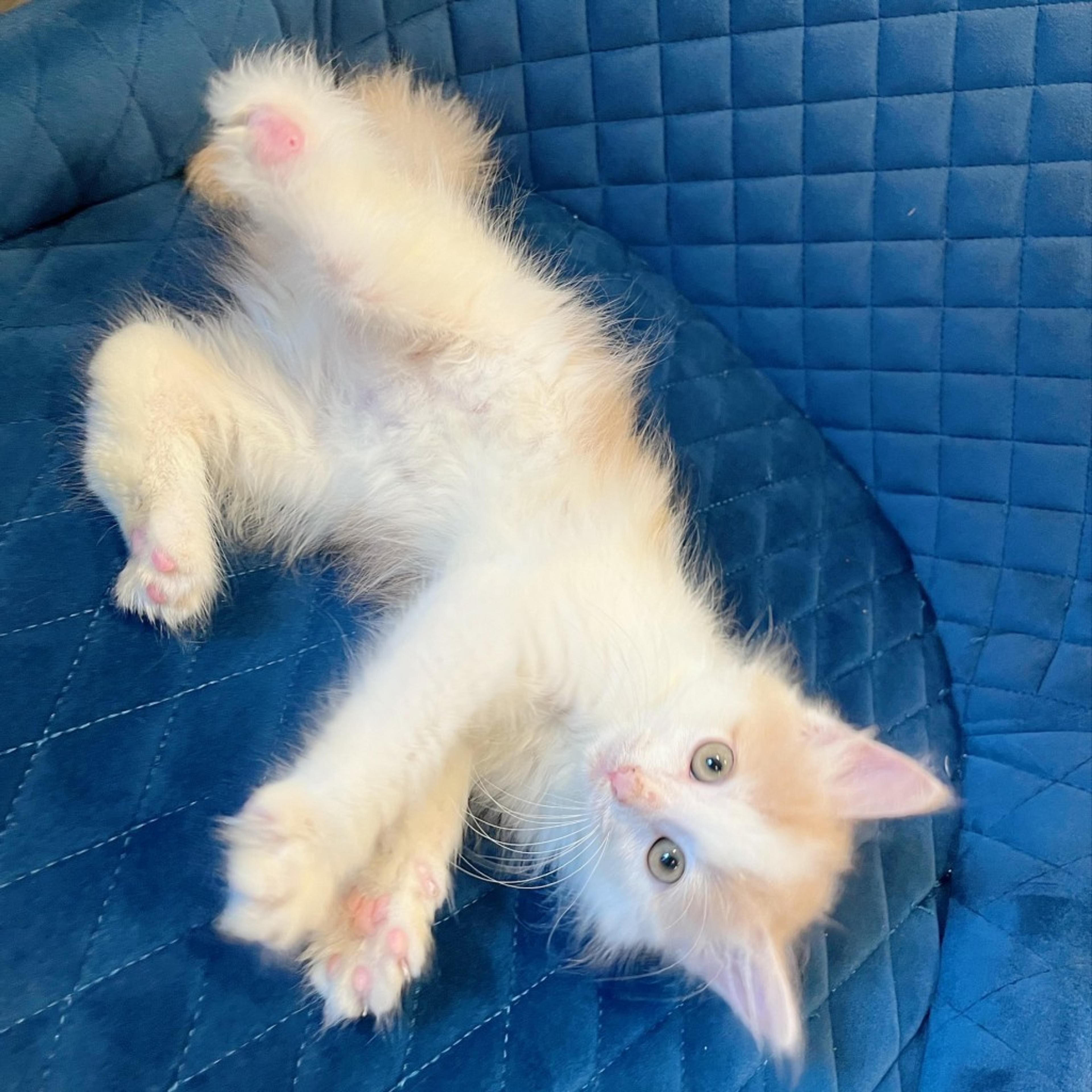pet-image-8