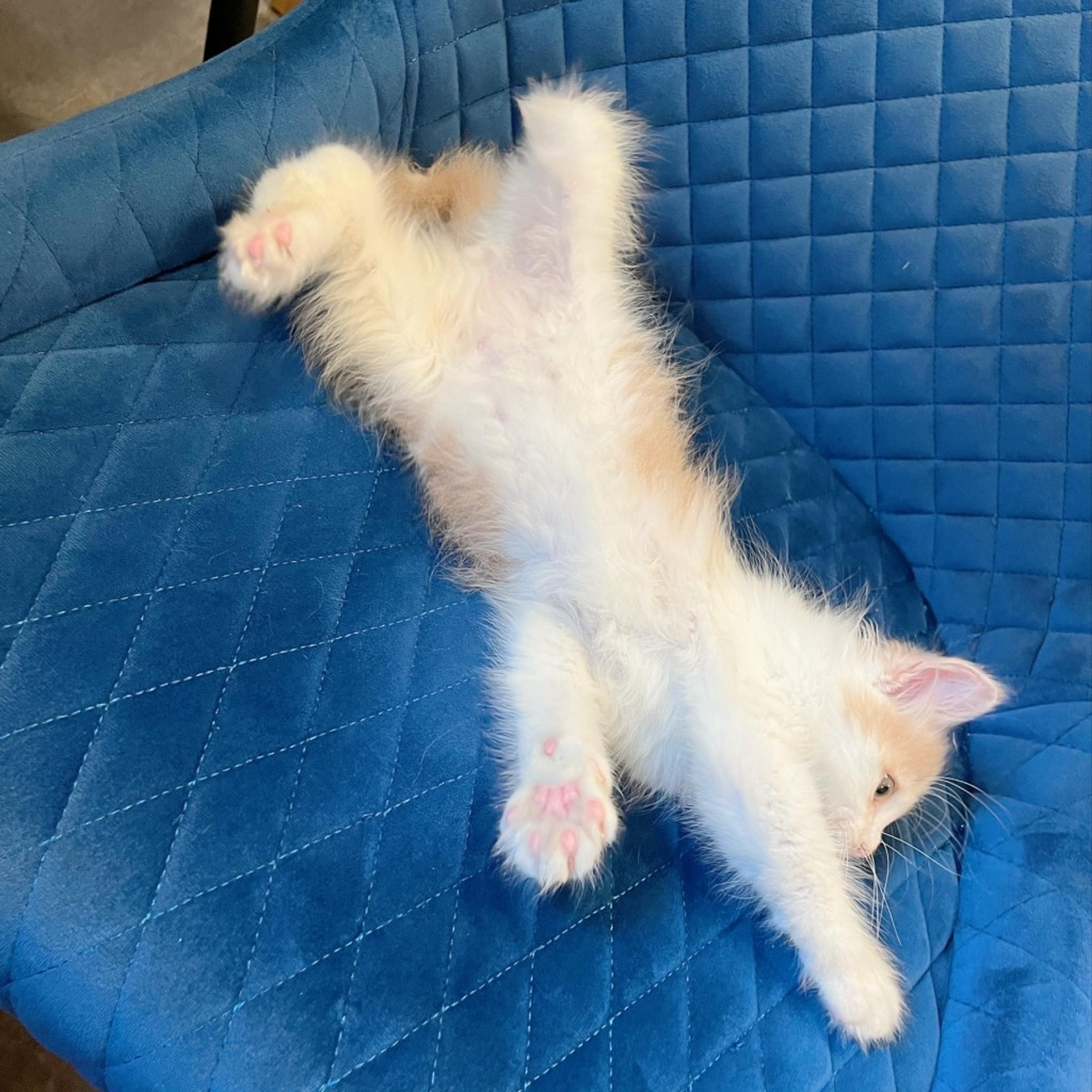 pet-image-9