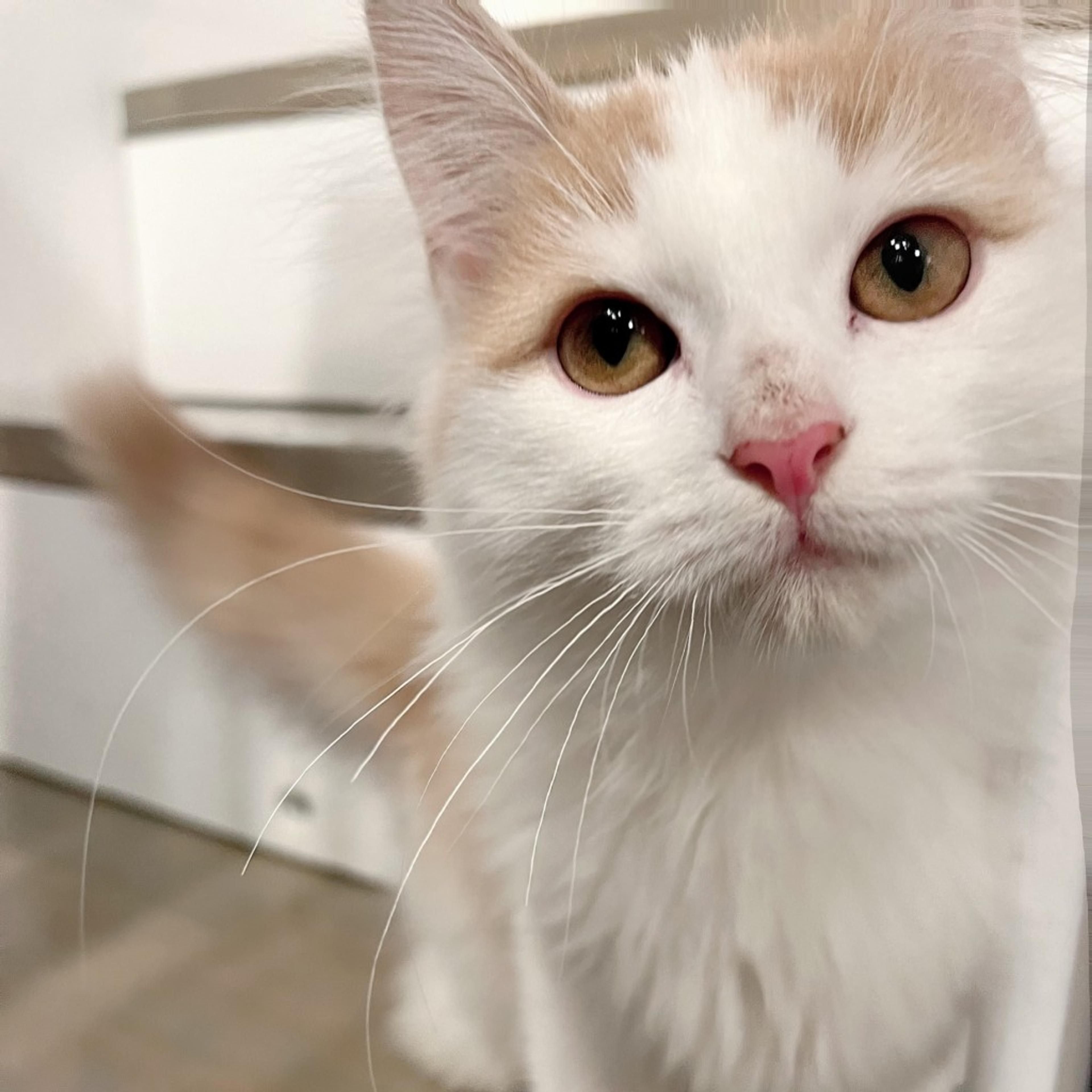 pet-image-2