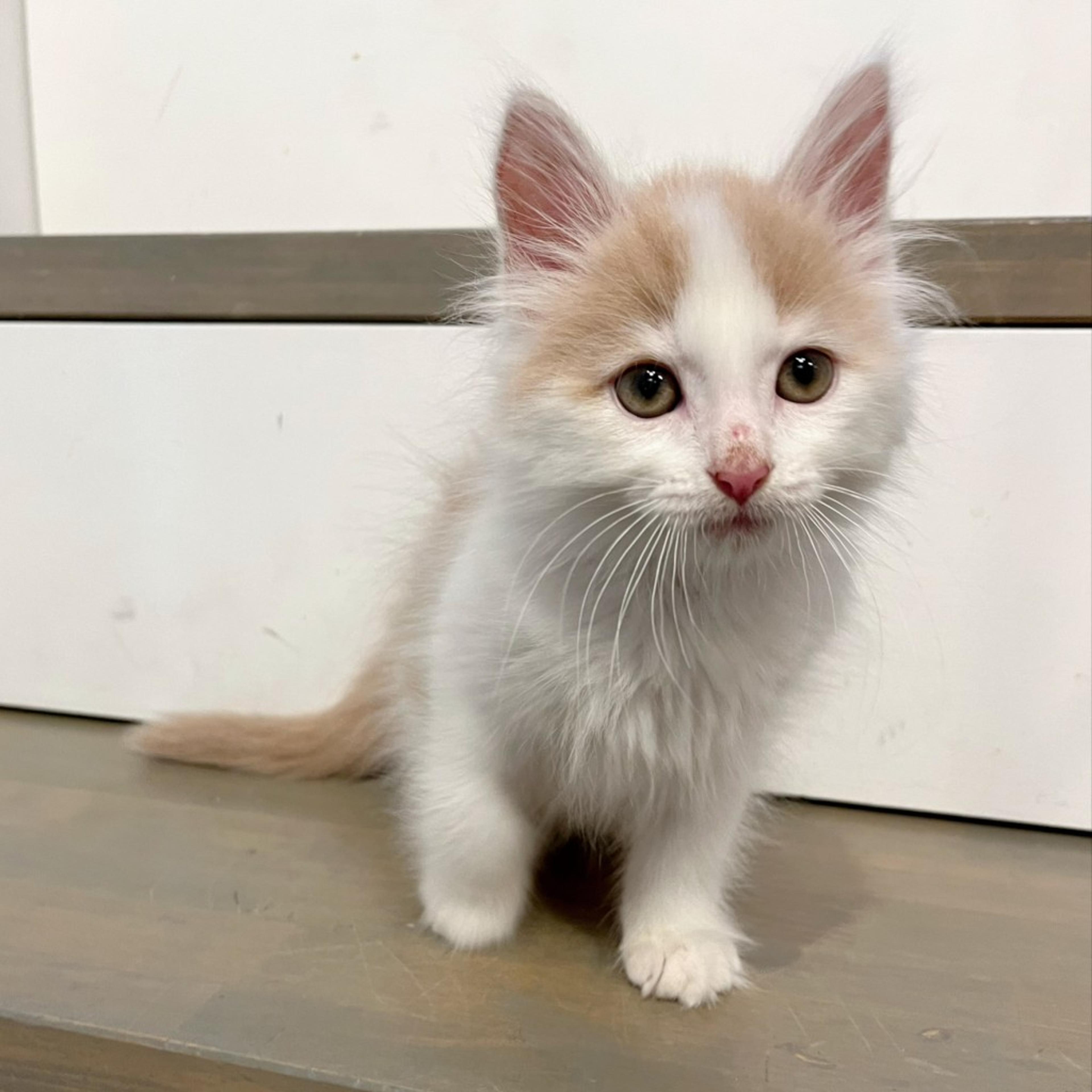 pet-image-5