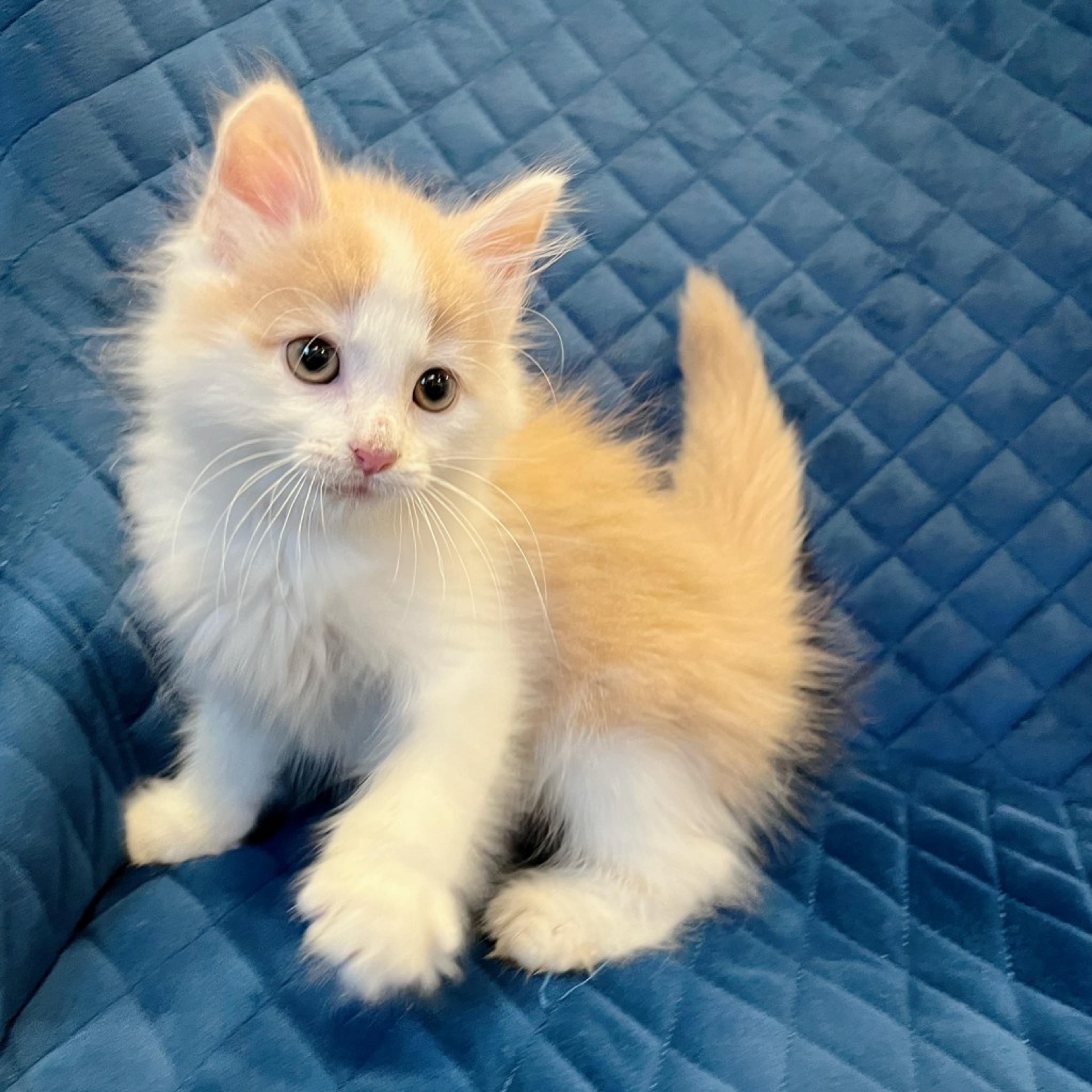 pet-image-6