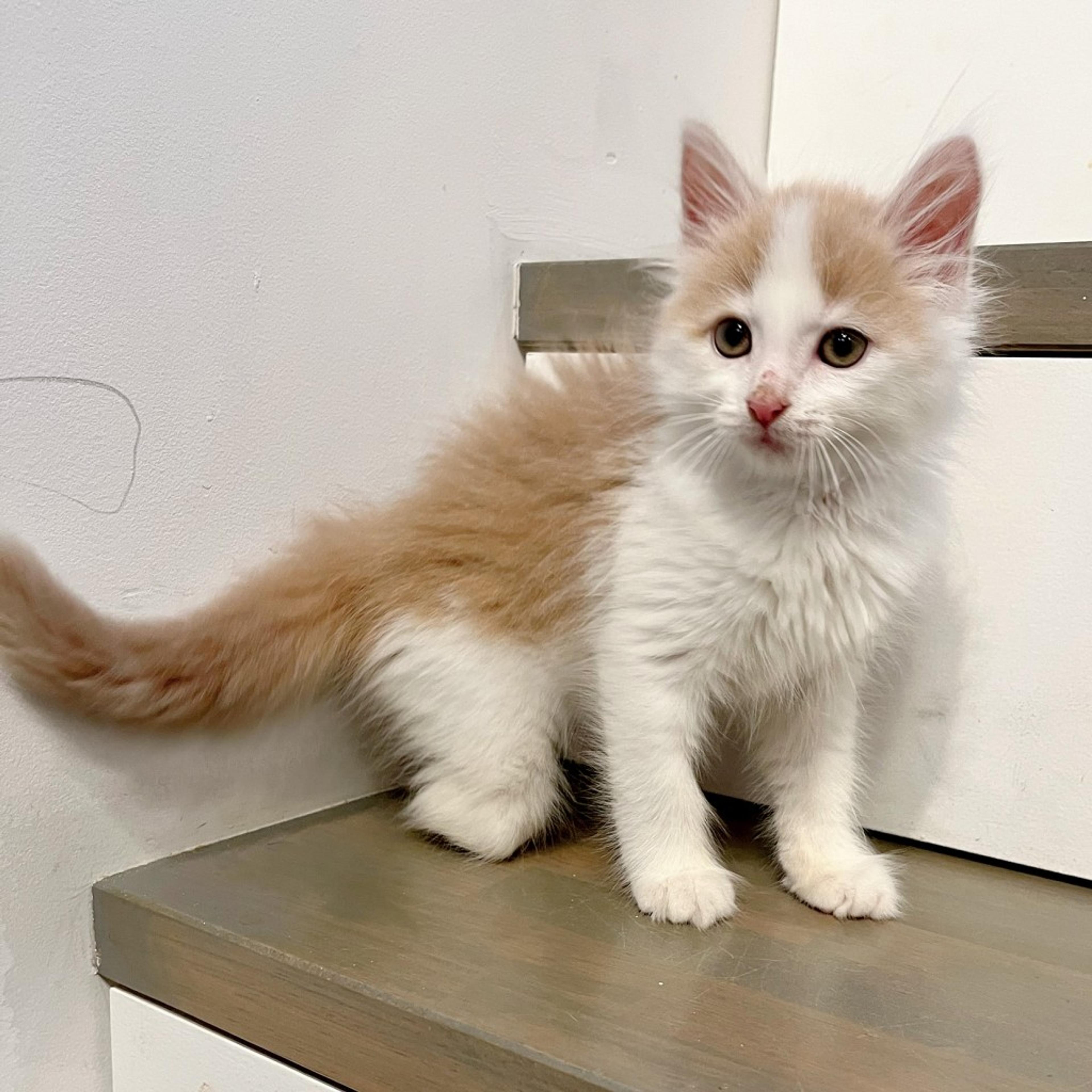 pet-image-7