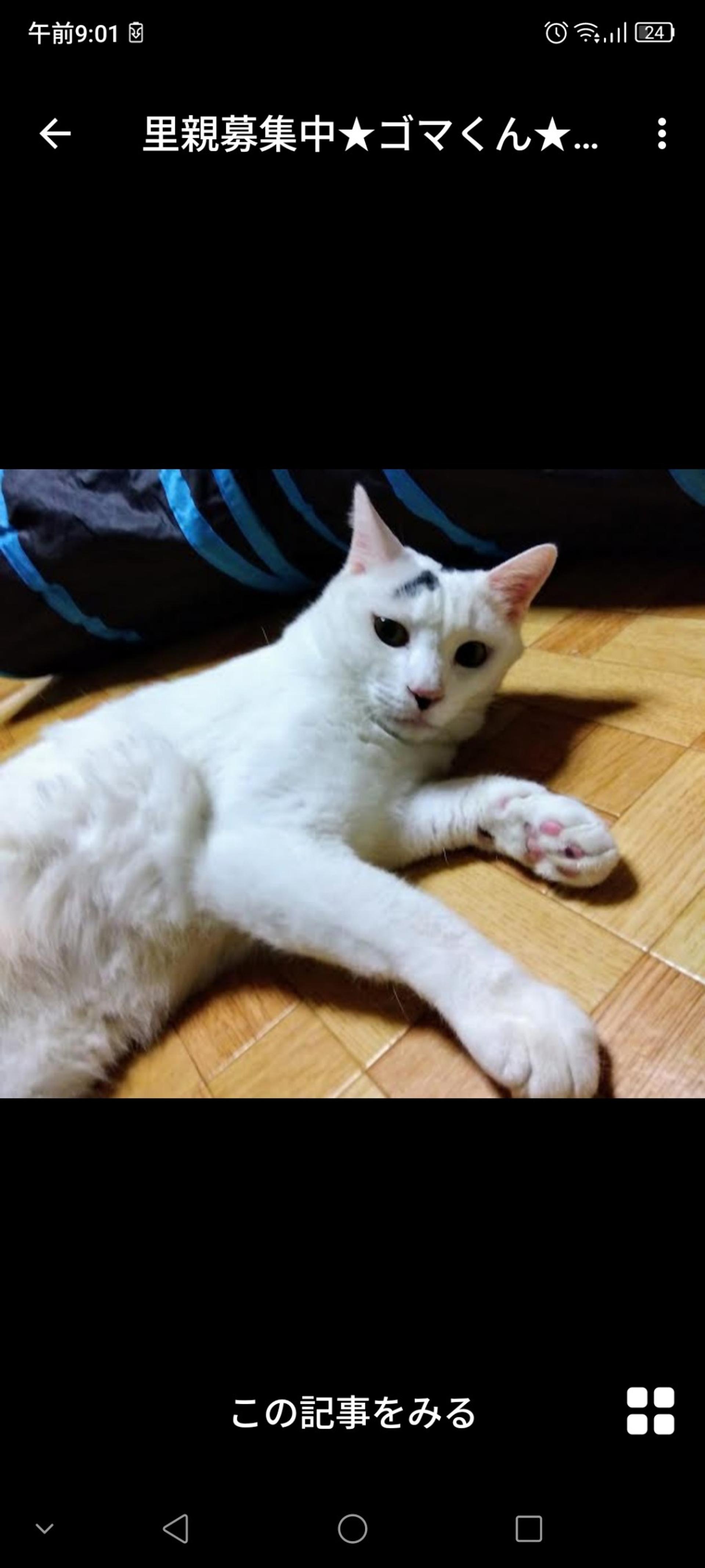 pet-image-3