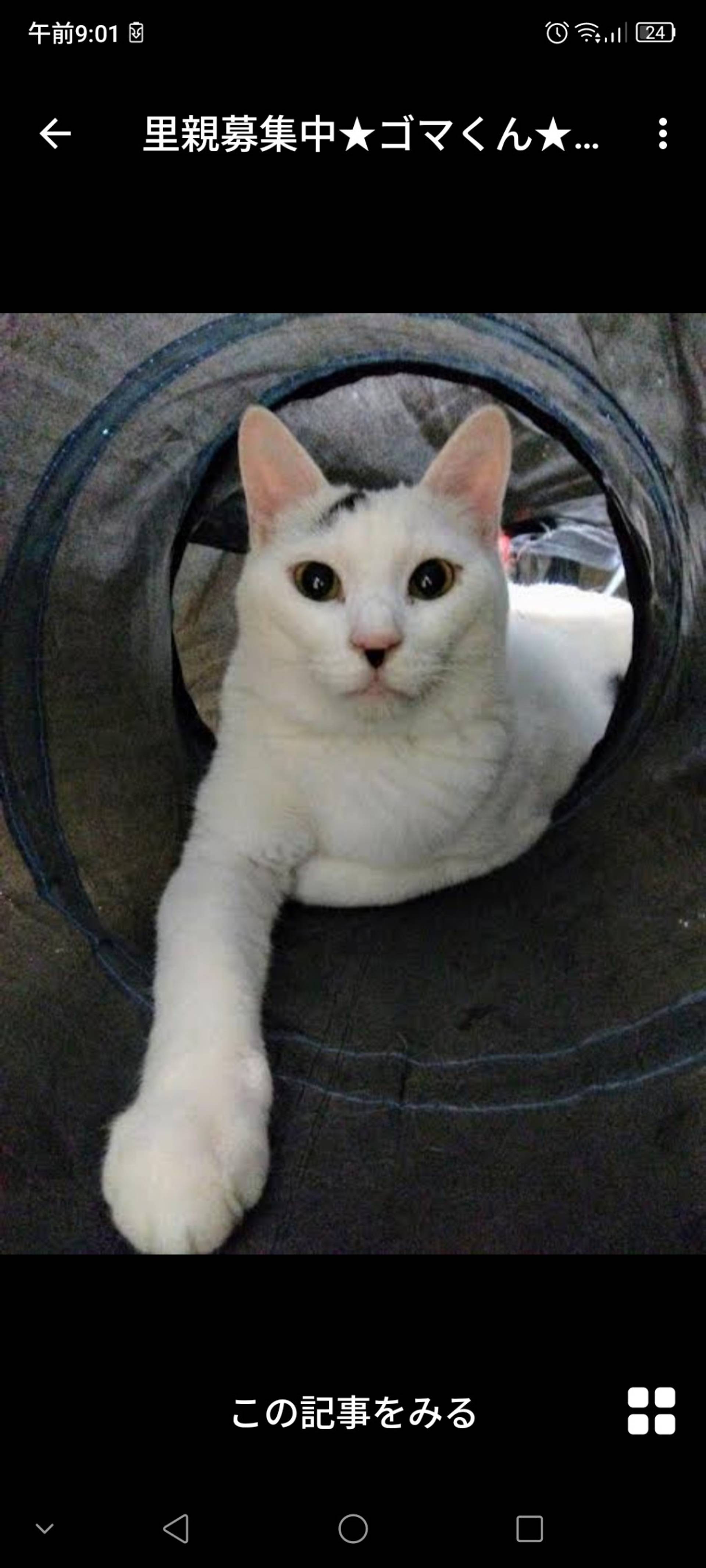 雑種（ミックス猫）・オスの里親募集の写真