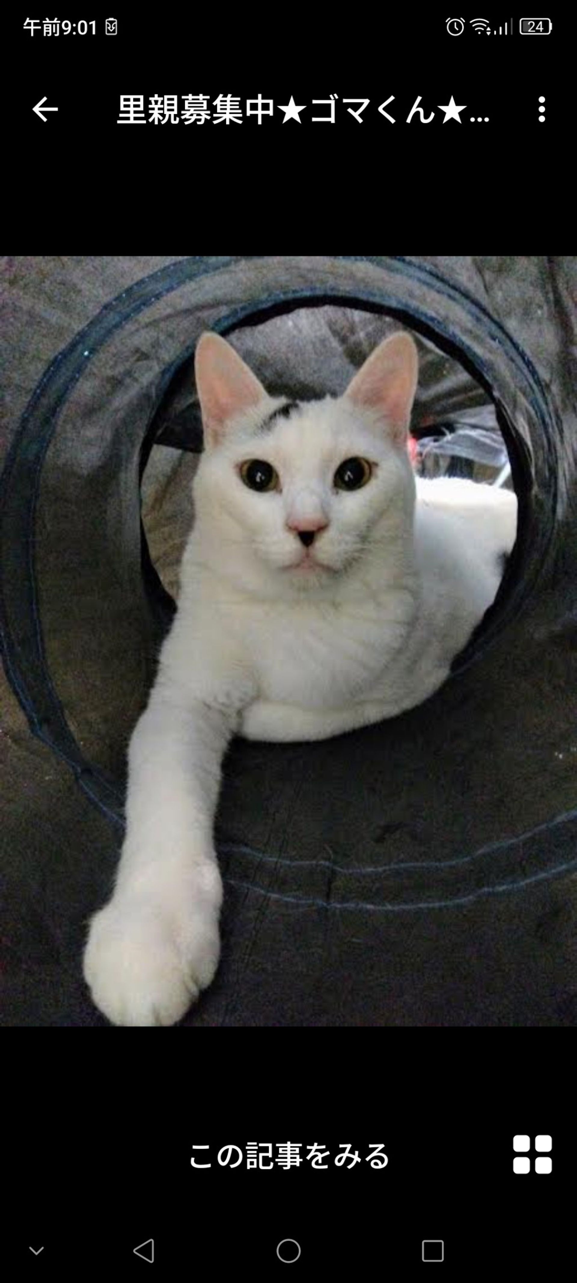 雑種（ミックス猫）・オスの里親募集の写真