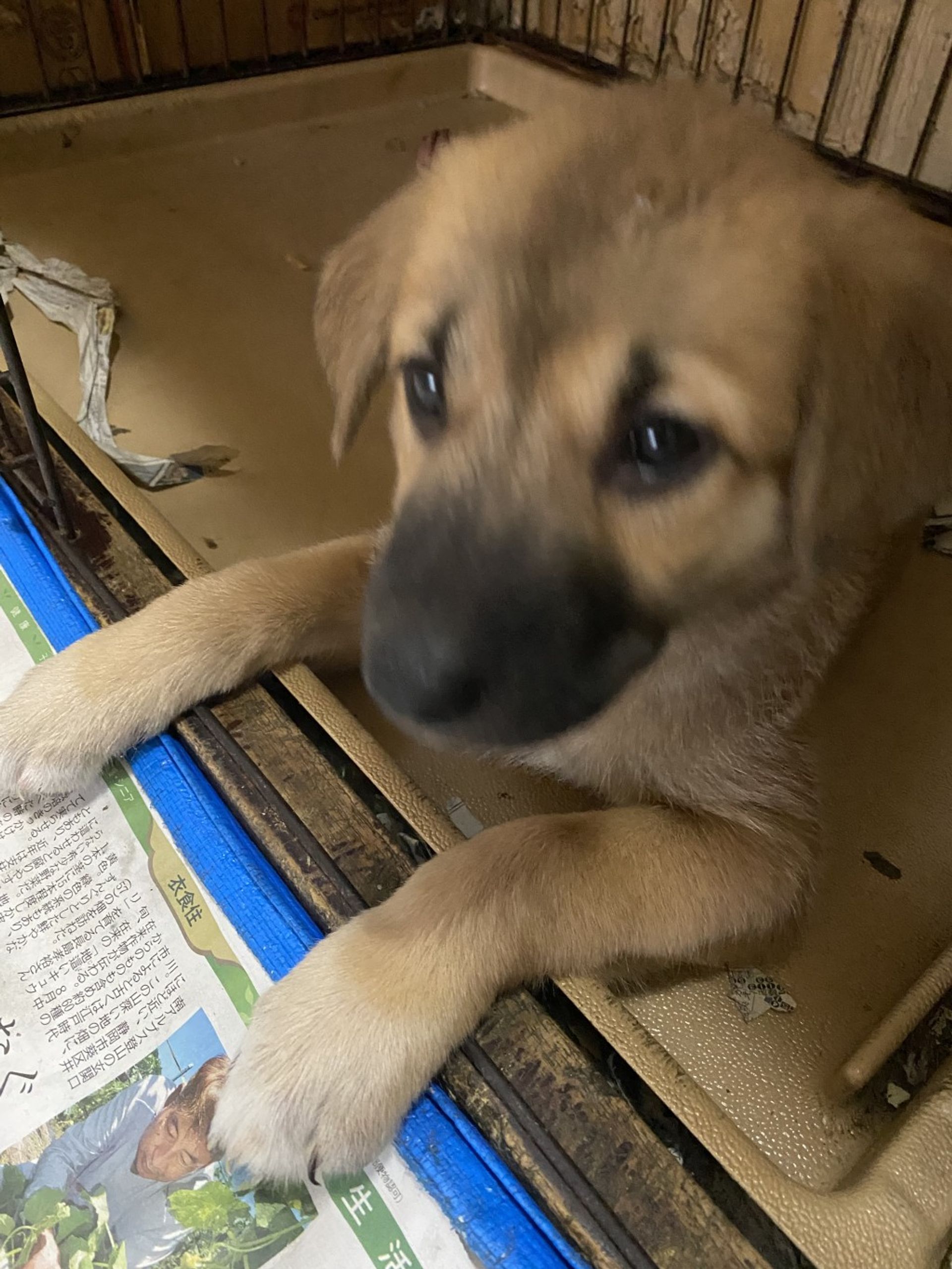 雑種（ミックス犬）・オスの里親募集の写真
