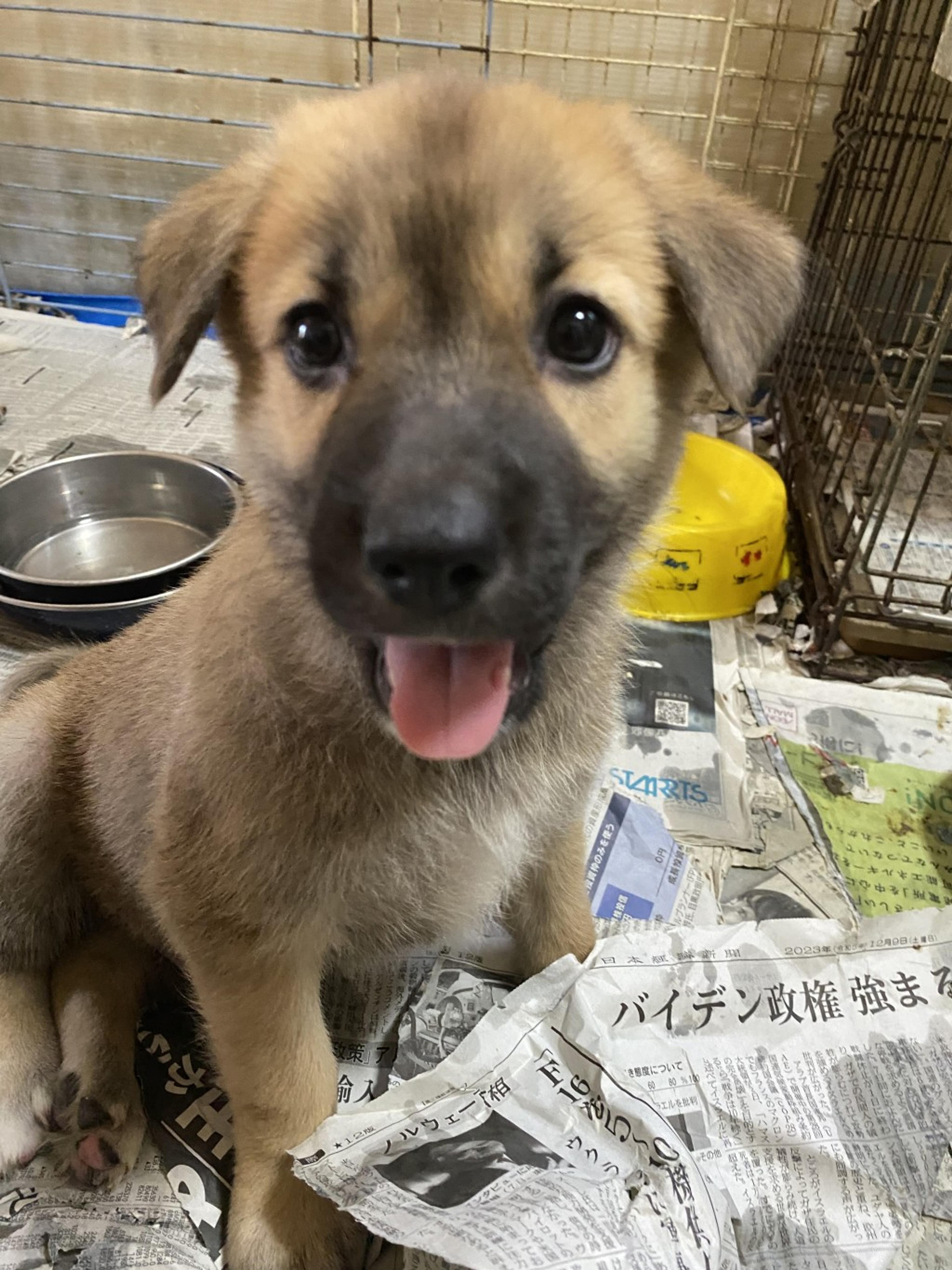 pet-image-2