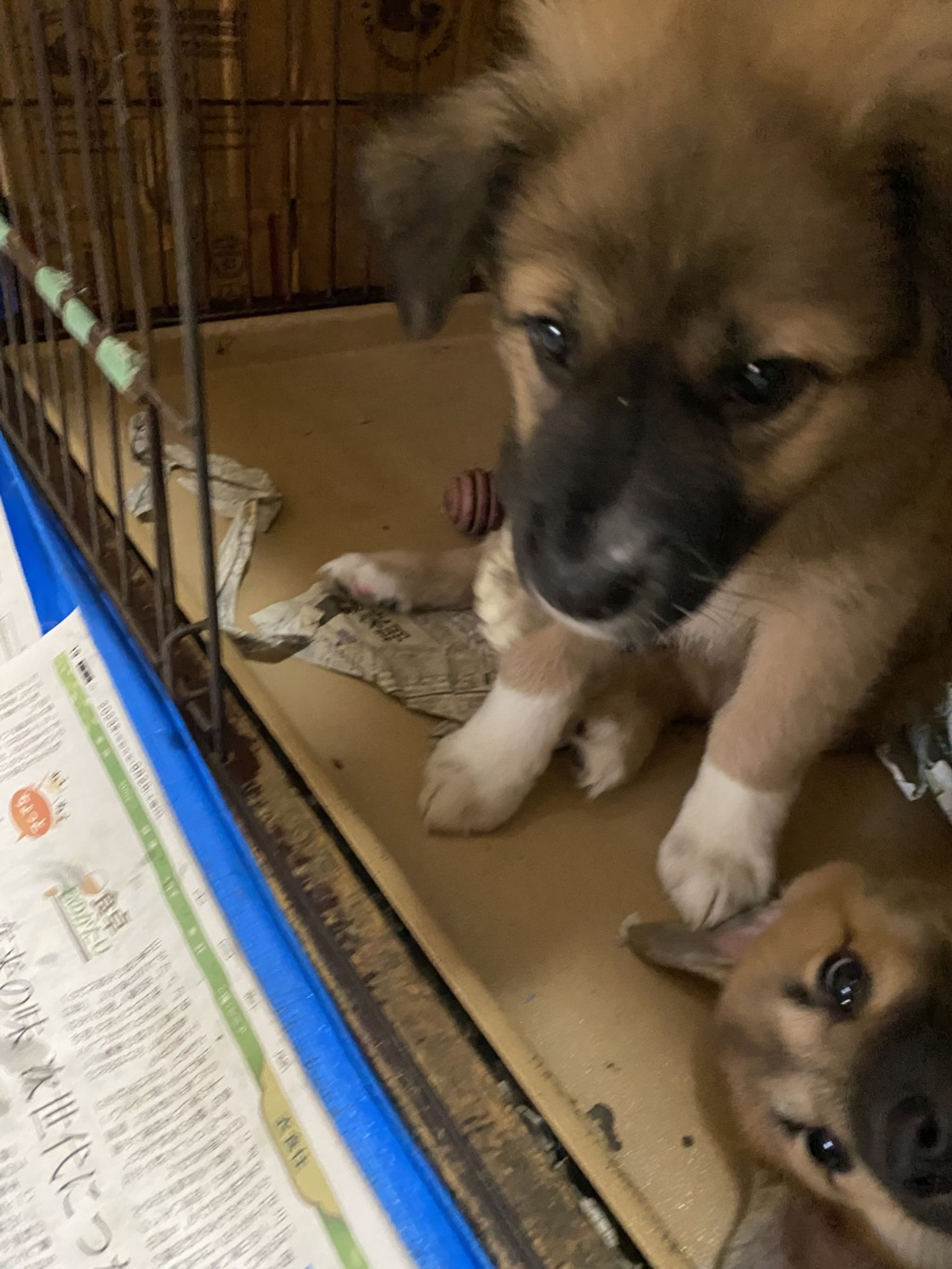 pet-image-2