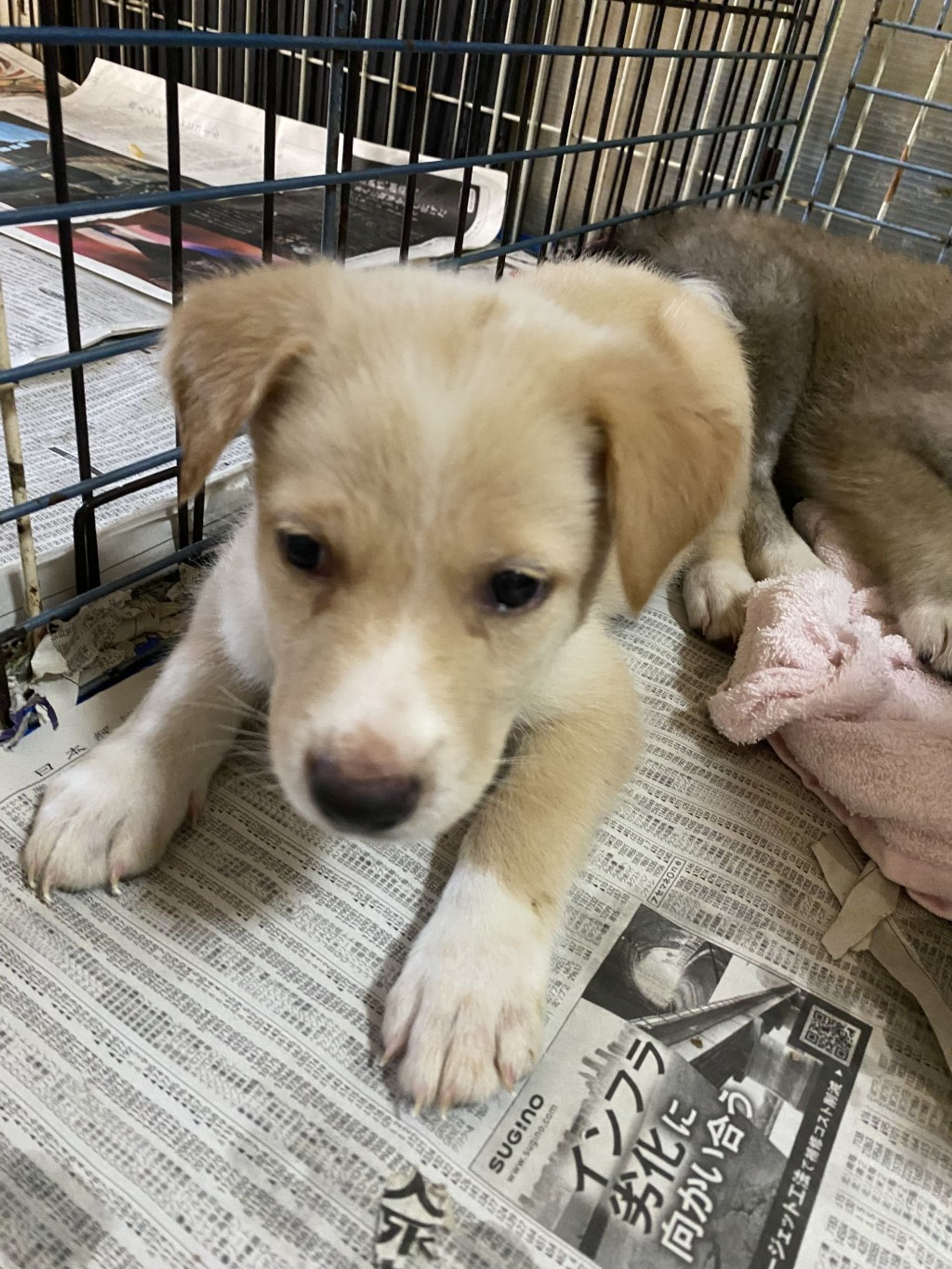雑種（ミックス犬）・オスの里親募集の写真
