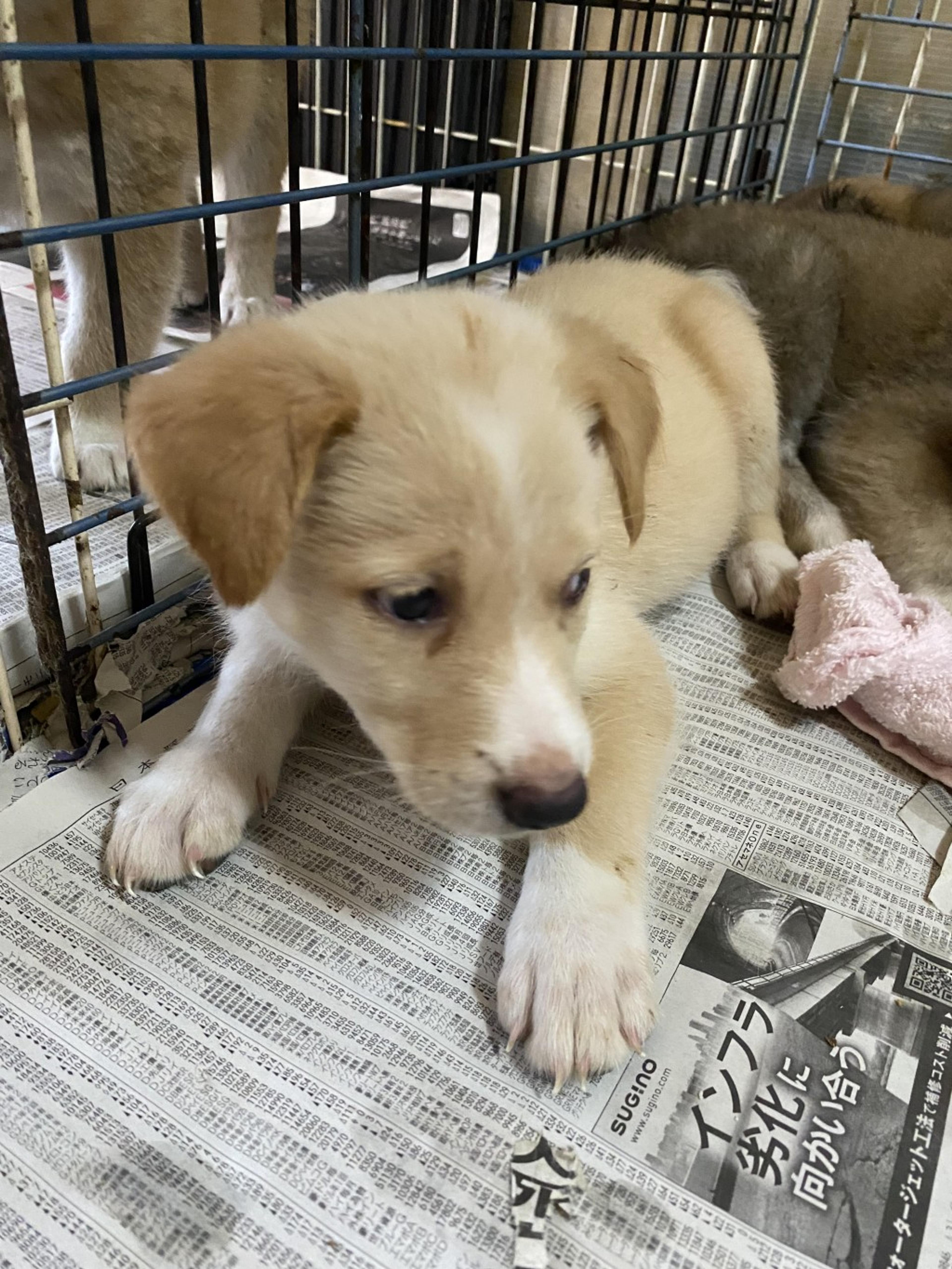 pet-image-2