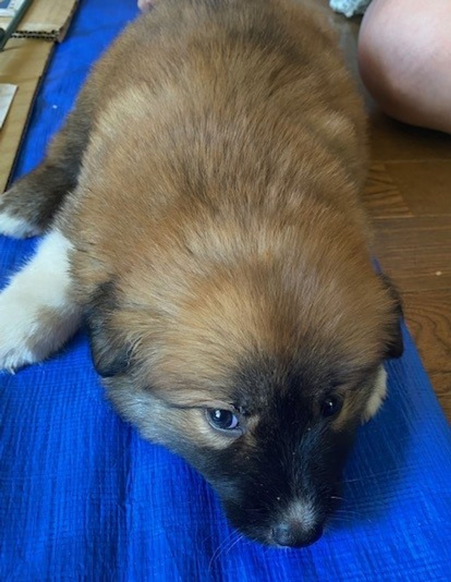 雑種（ミックス犬）・メスの里親募集の写真
