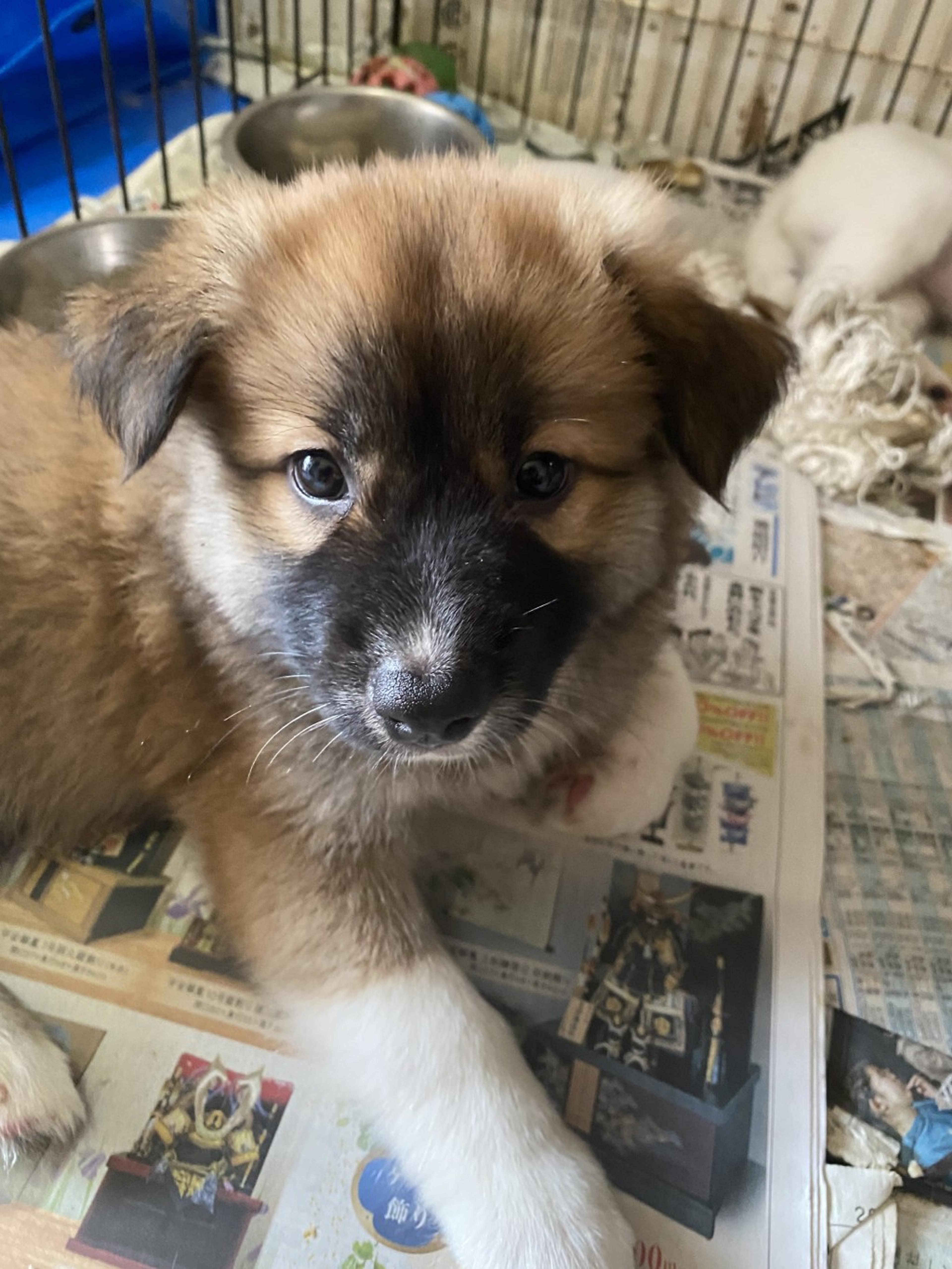 pet-image-3
