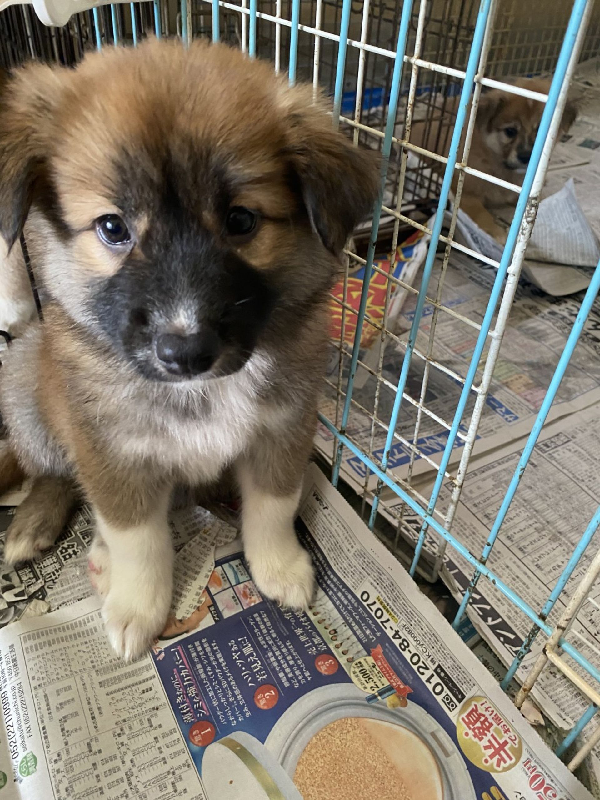 雑種（ミックス犬）・メスの里親募集の写真