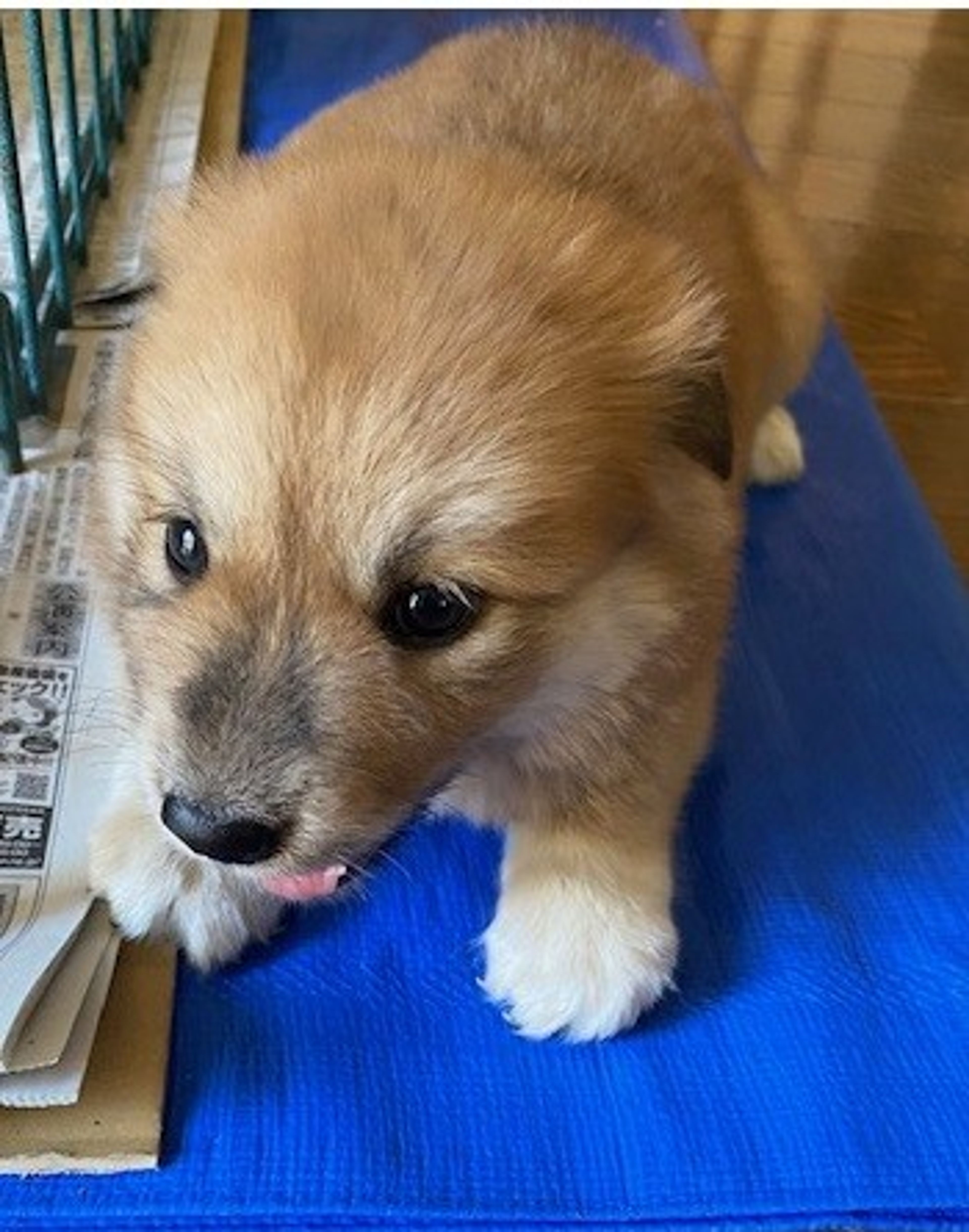 雑種（ミックス犬）・オスの里親募集の写真