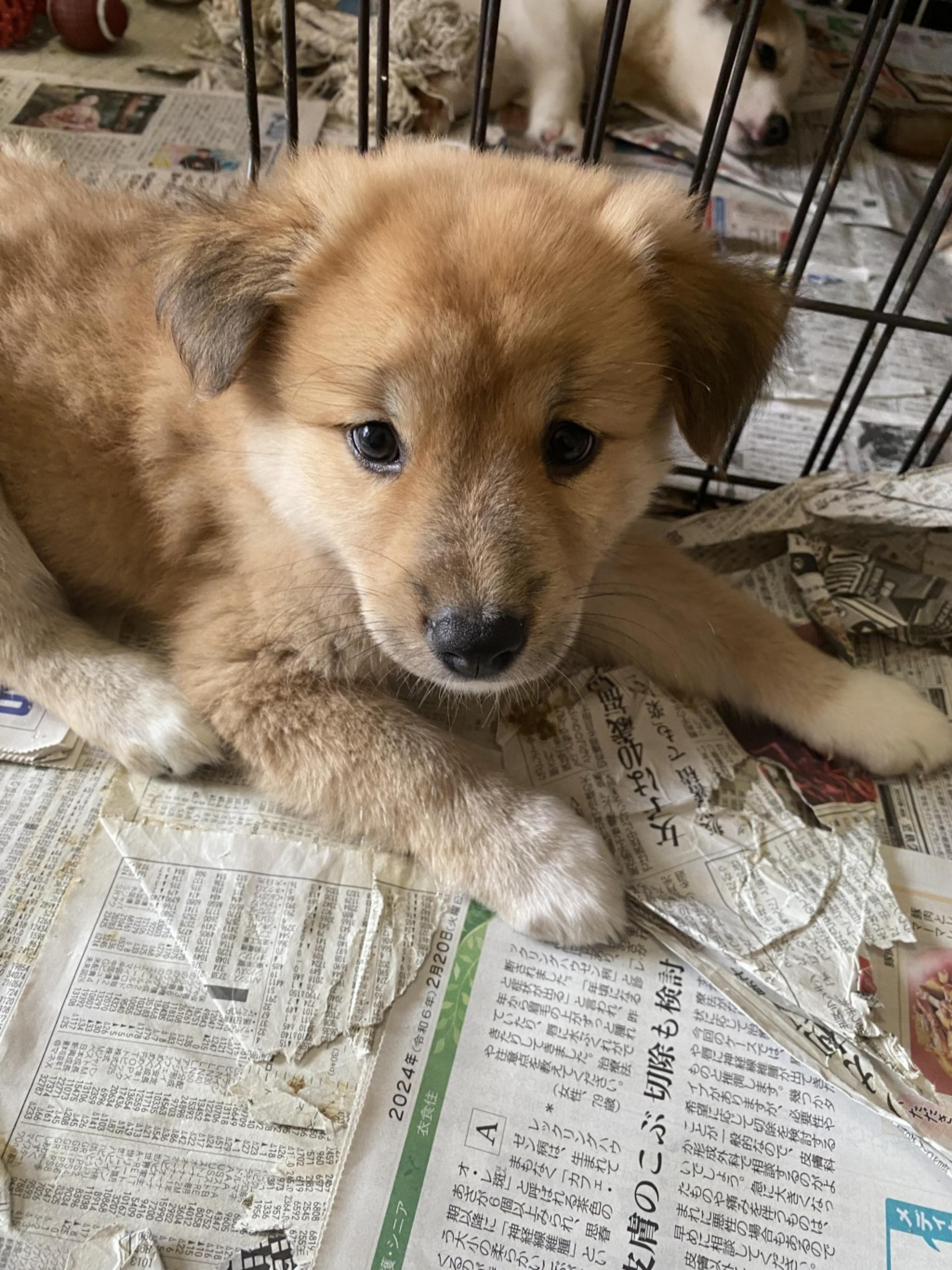 pet-image-3