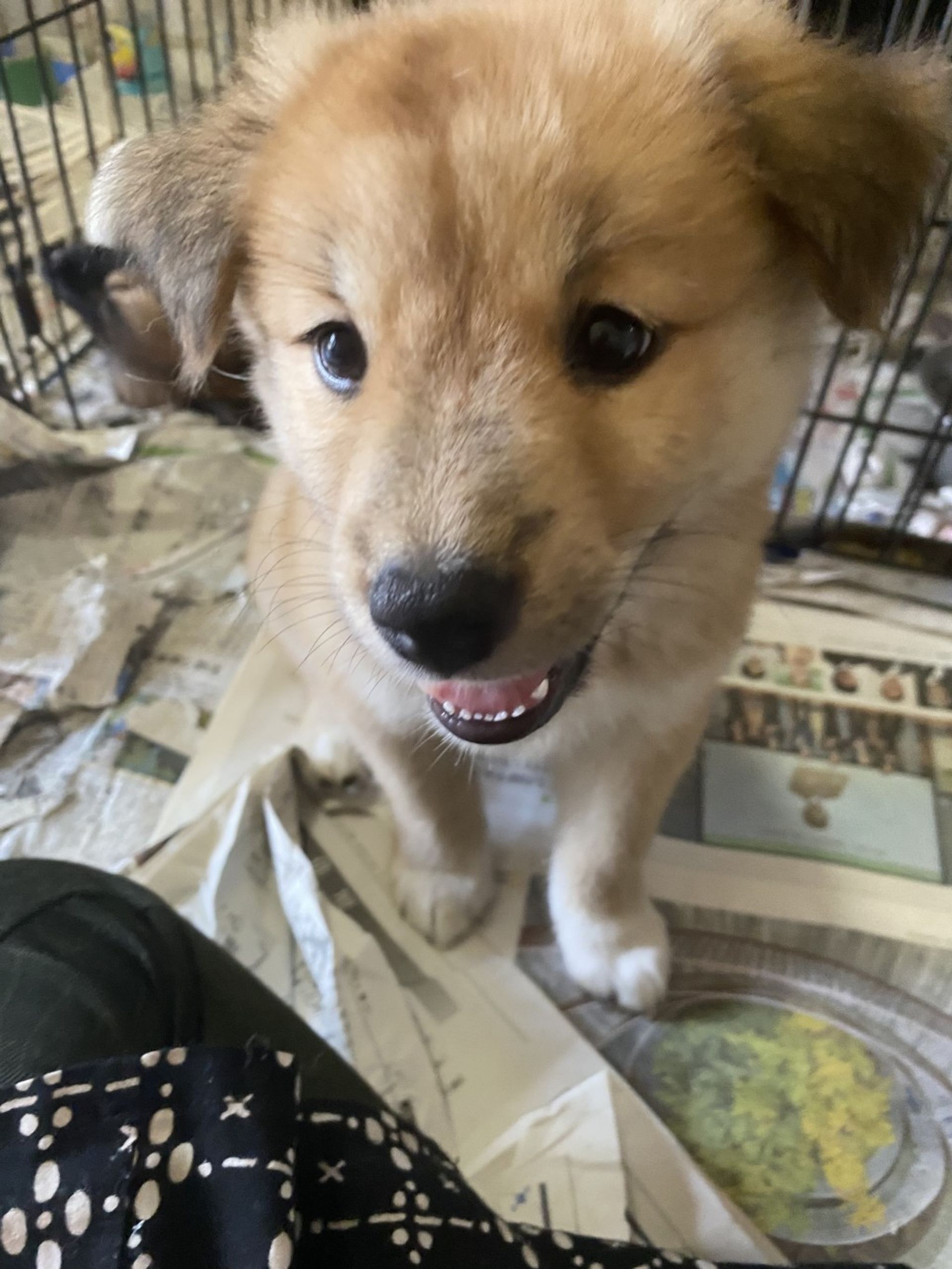 雑種（ミックス犬）・メスの里親募集の写真