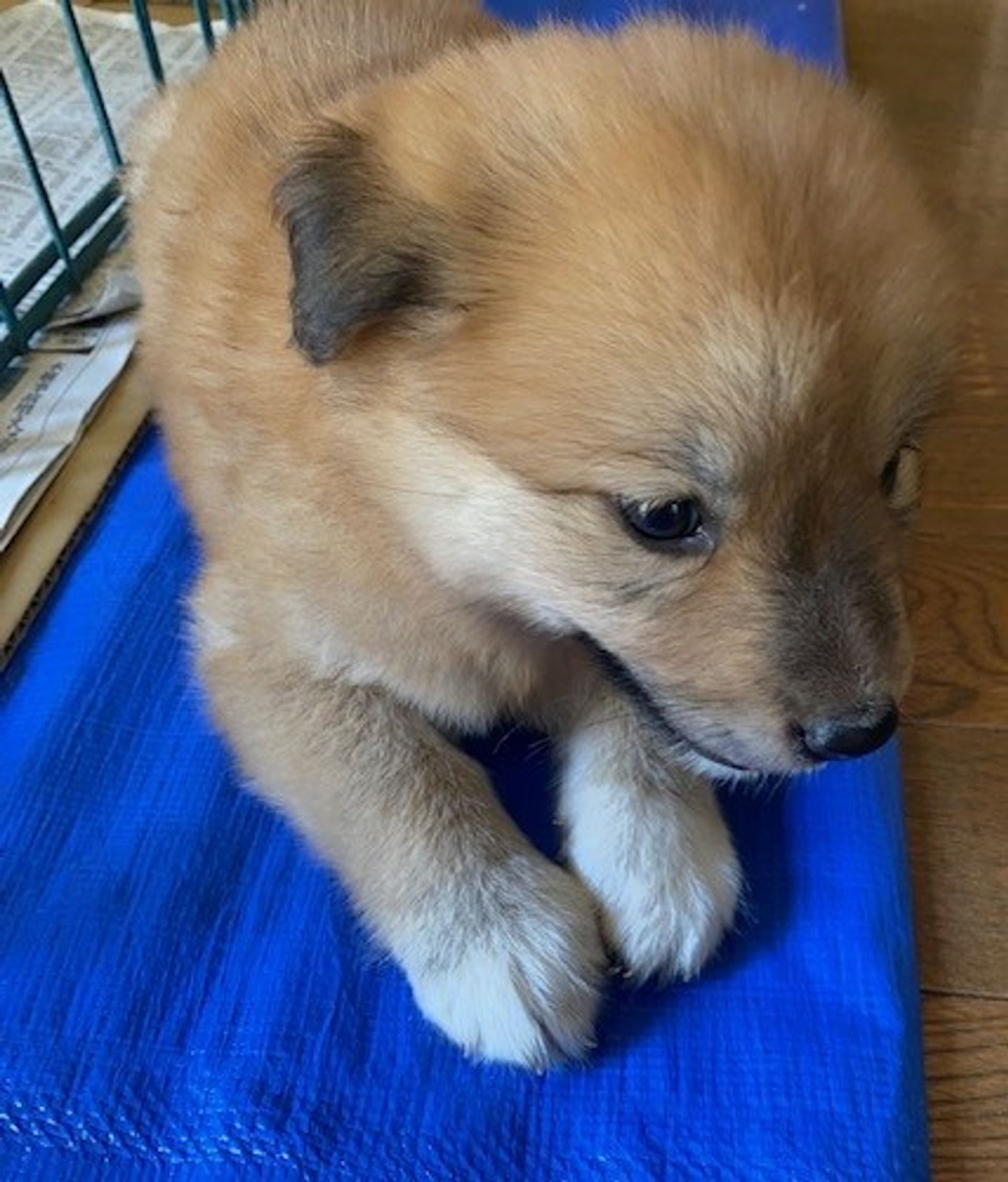 雑種（ミックス犬）・メスの里親募集の写真