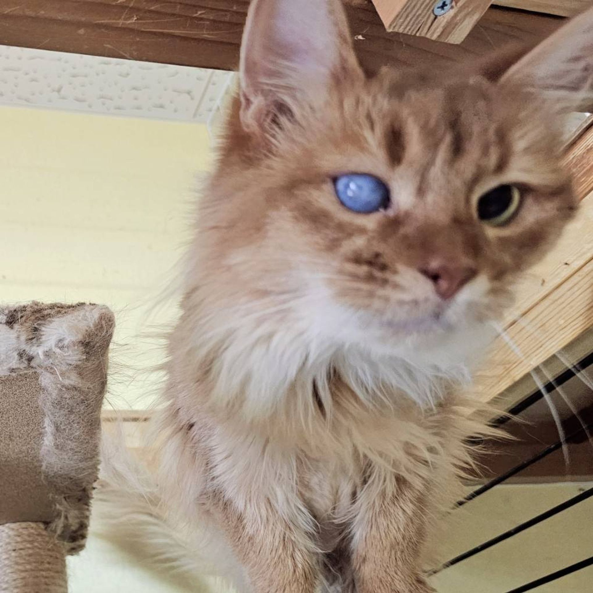 ソマリ・メスの里親募集の写真