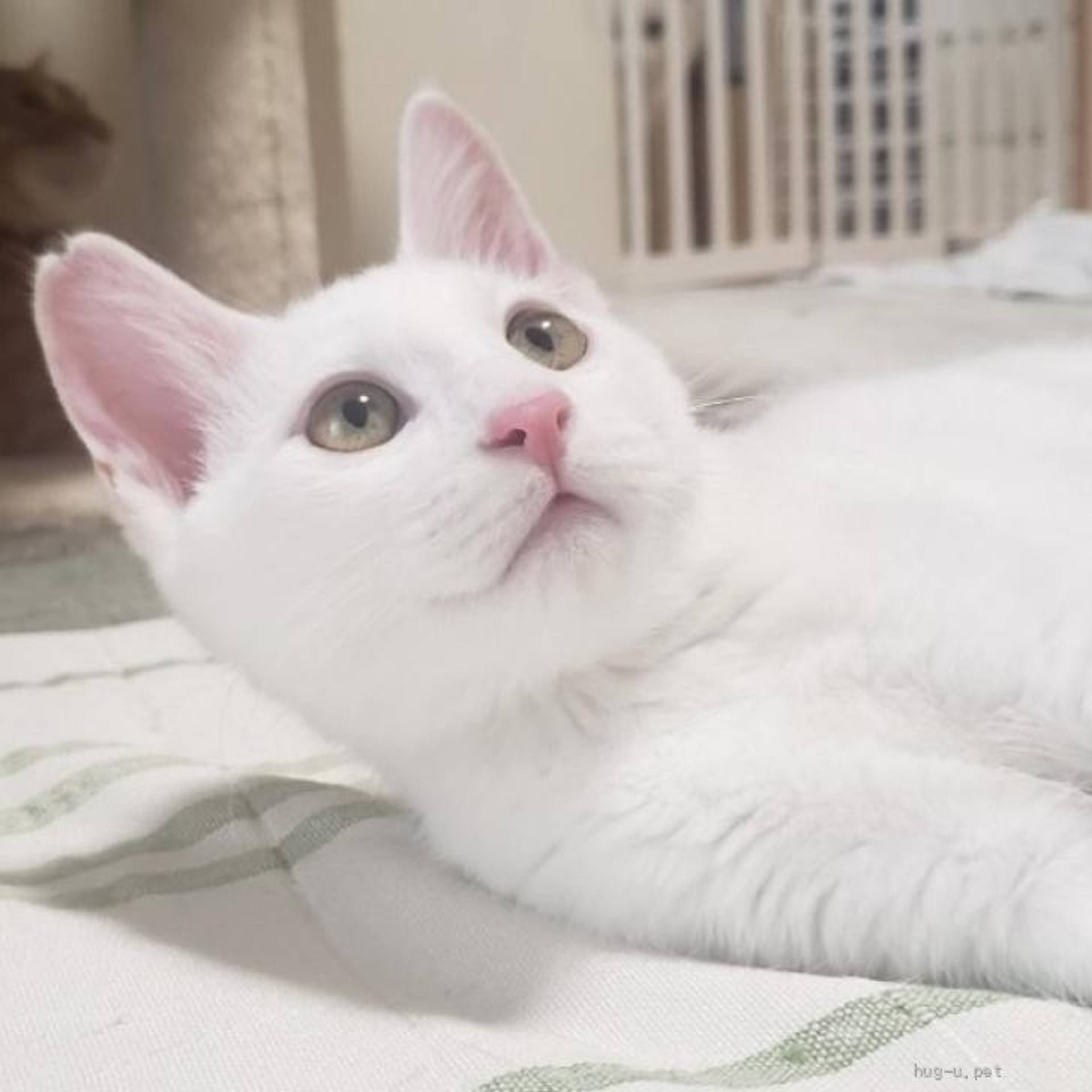 雑種（ミックス猫）・オスの里親募集の写真