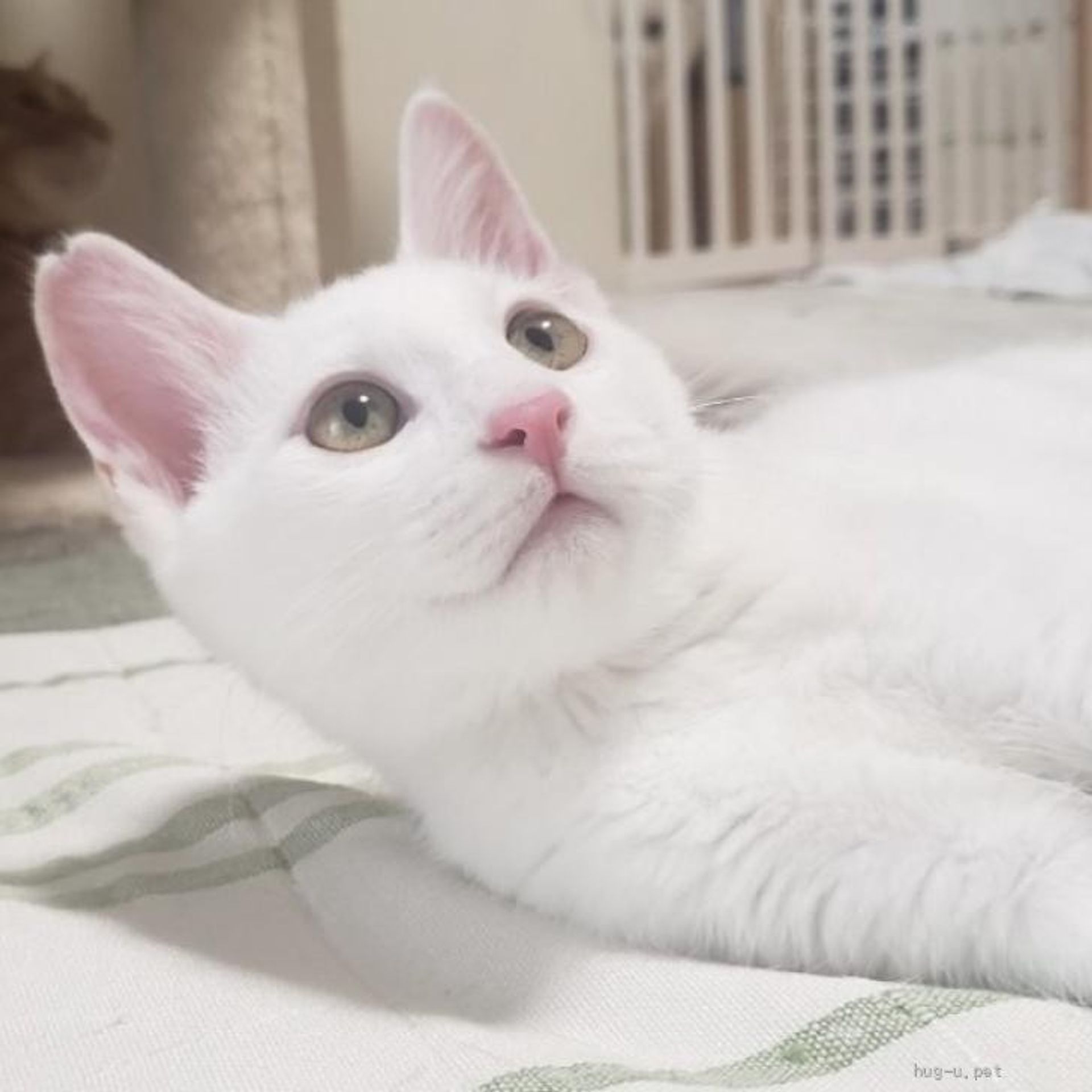 雑種（ミックス猫）・オスの里親募集の写真