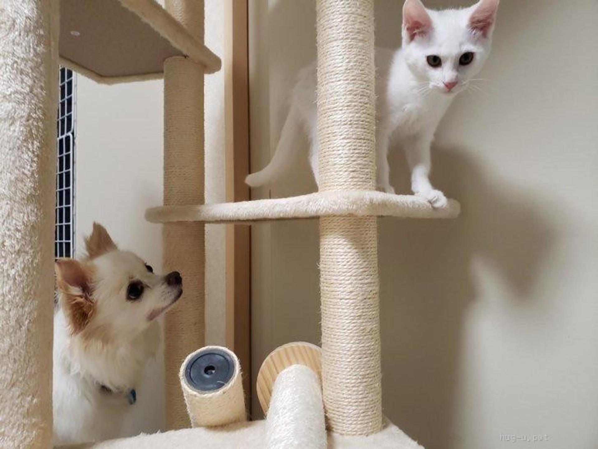 pet-image-3