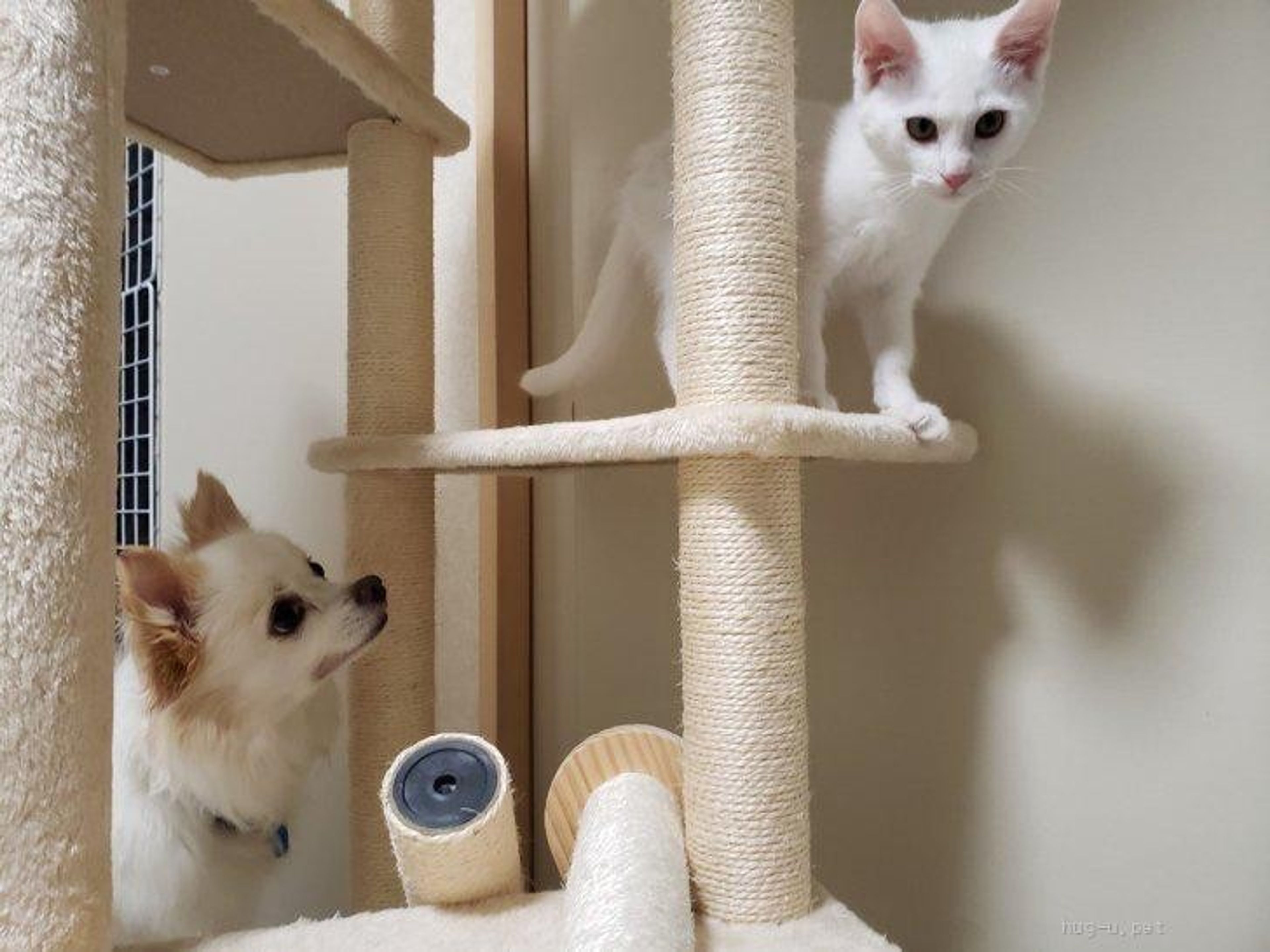 pet-image-3