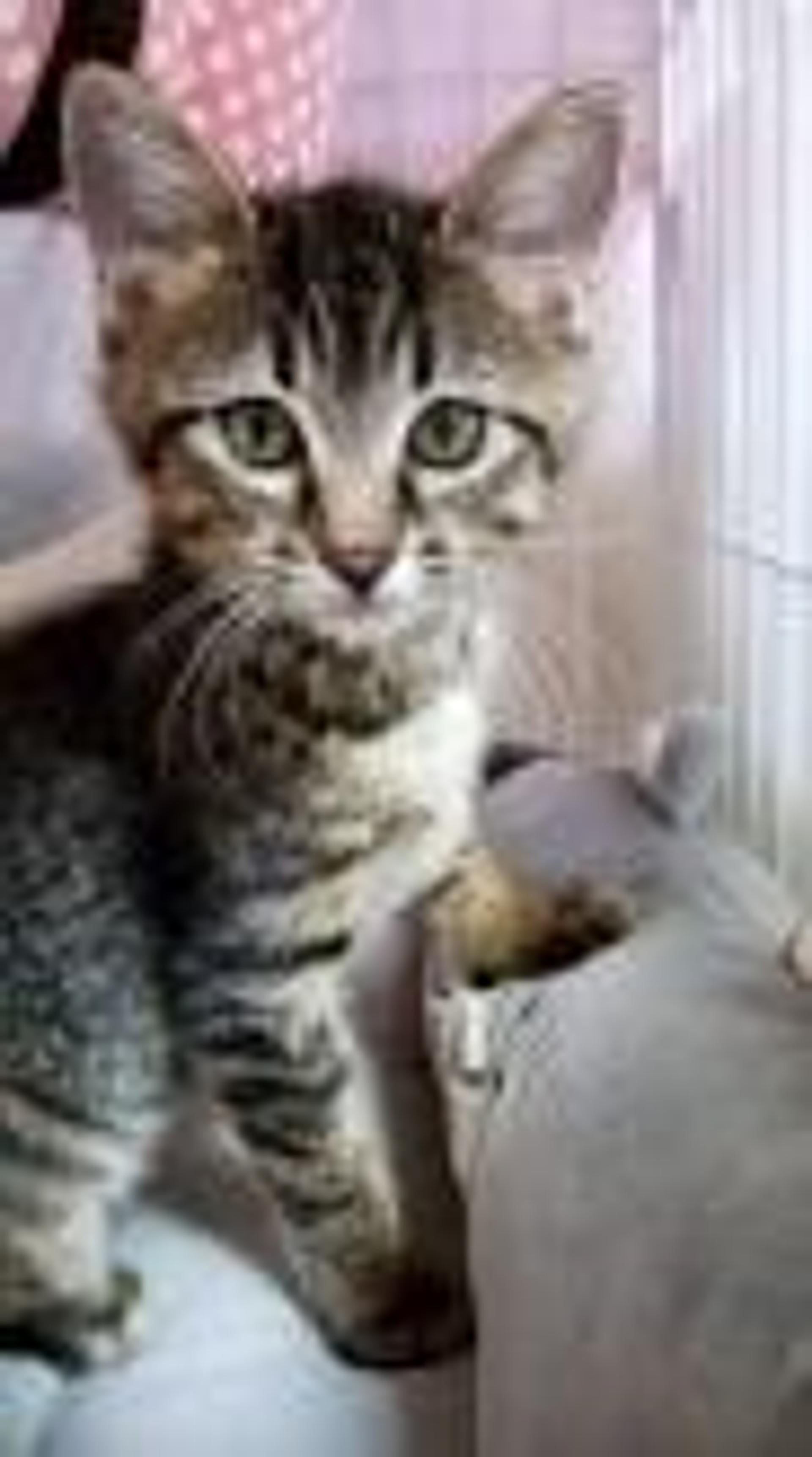 pet-image-4