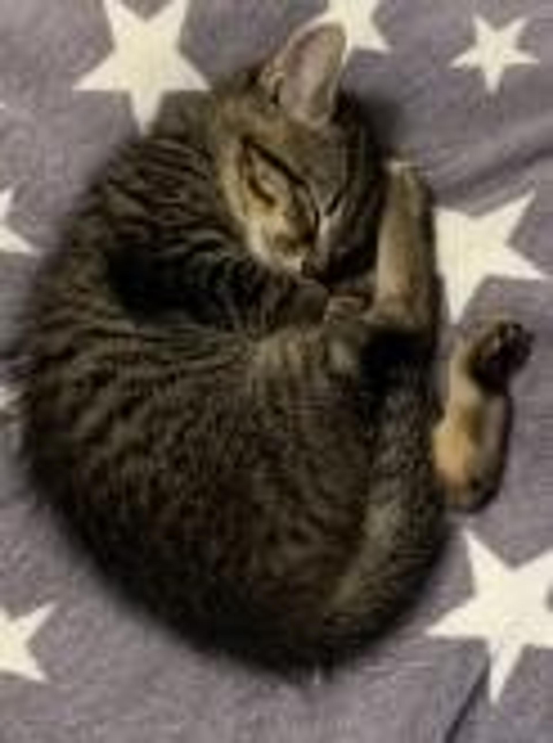 pet-image-5