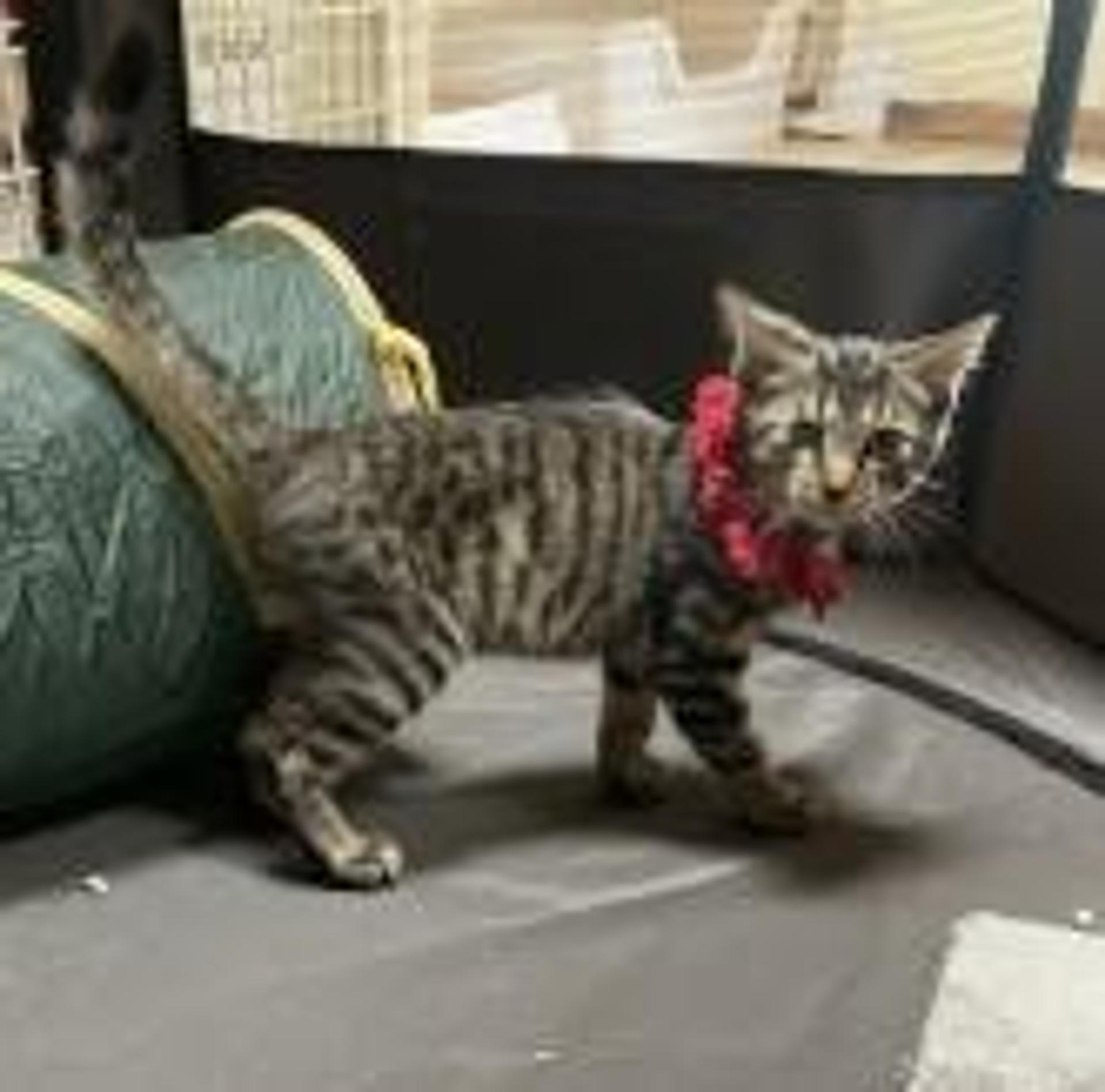 pet-image-3