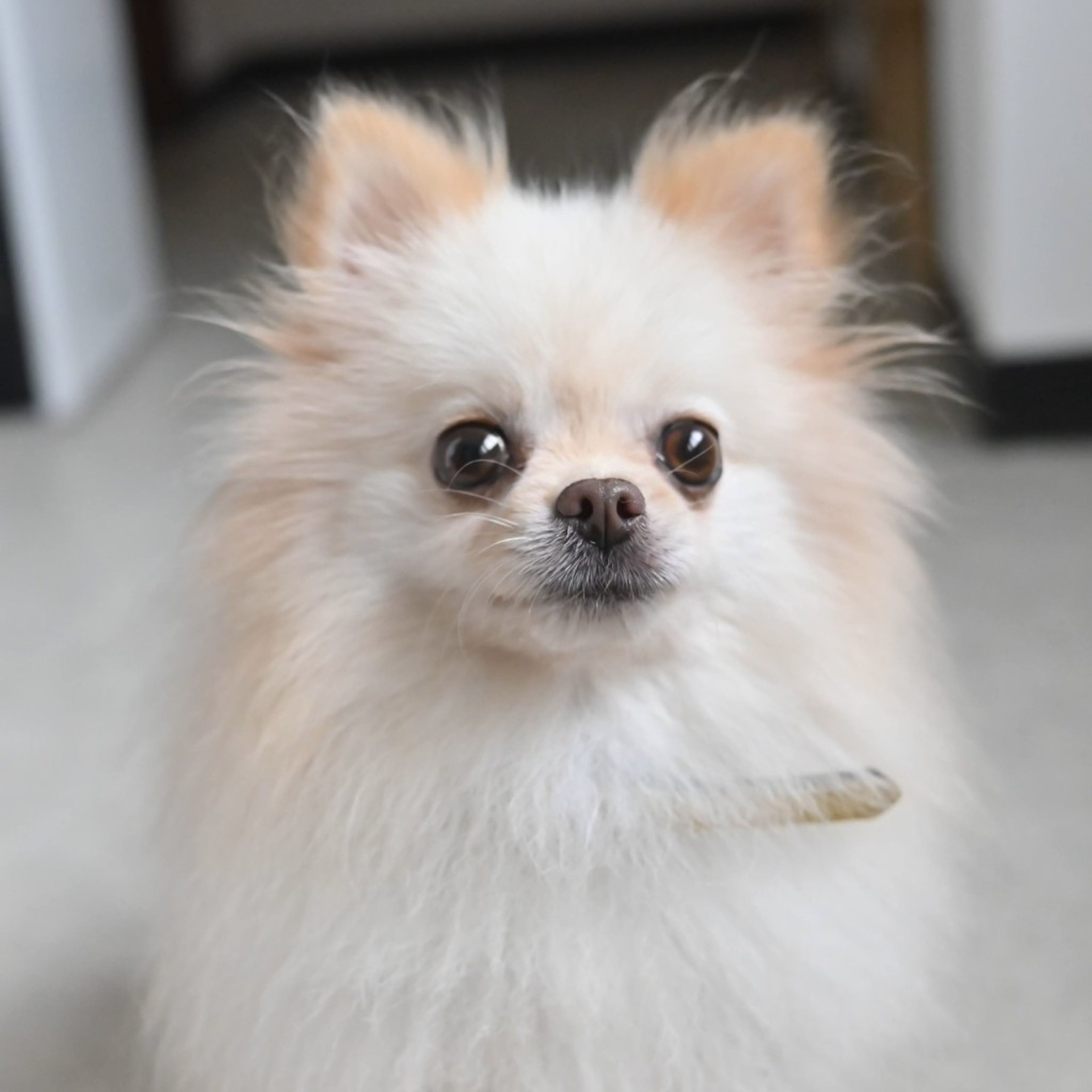 ポメラニアンのような猫 Dog&CatFえふ | . . おもちゃで遊ぶポメちゃん🧸 お顔つきが凛々