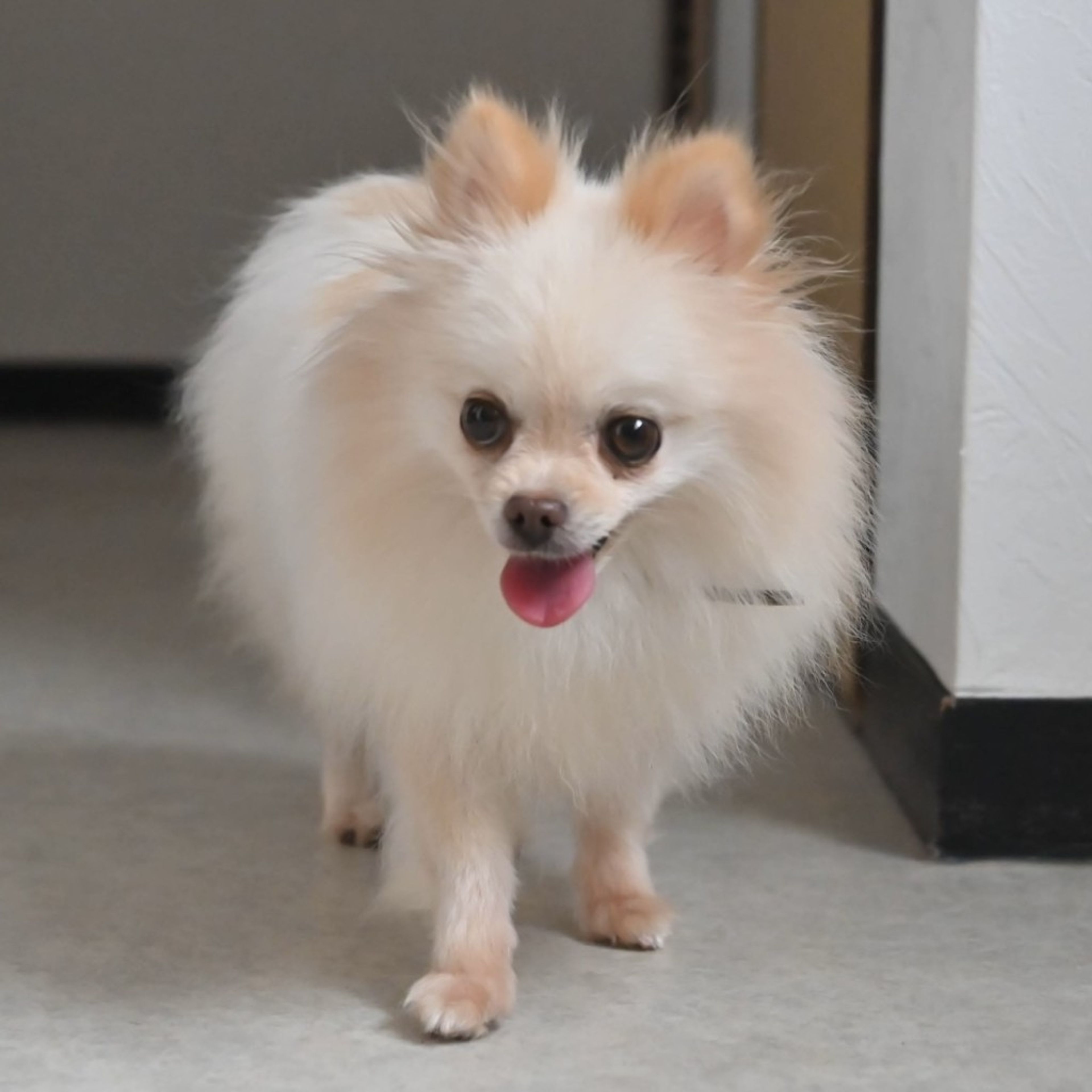 pet-image-4