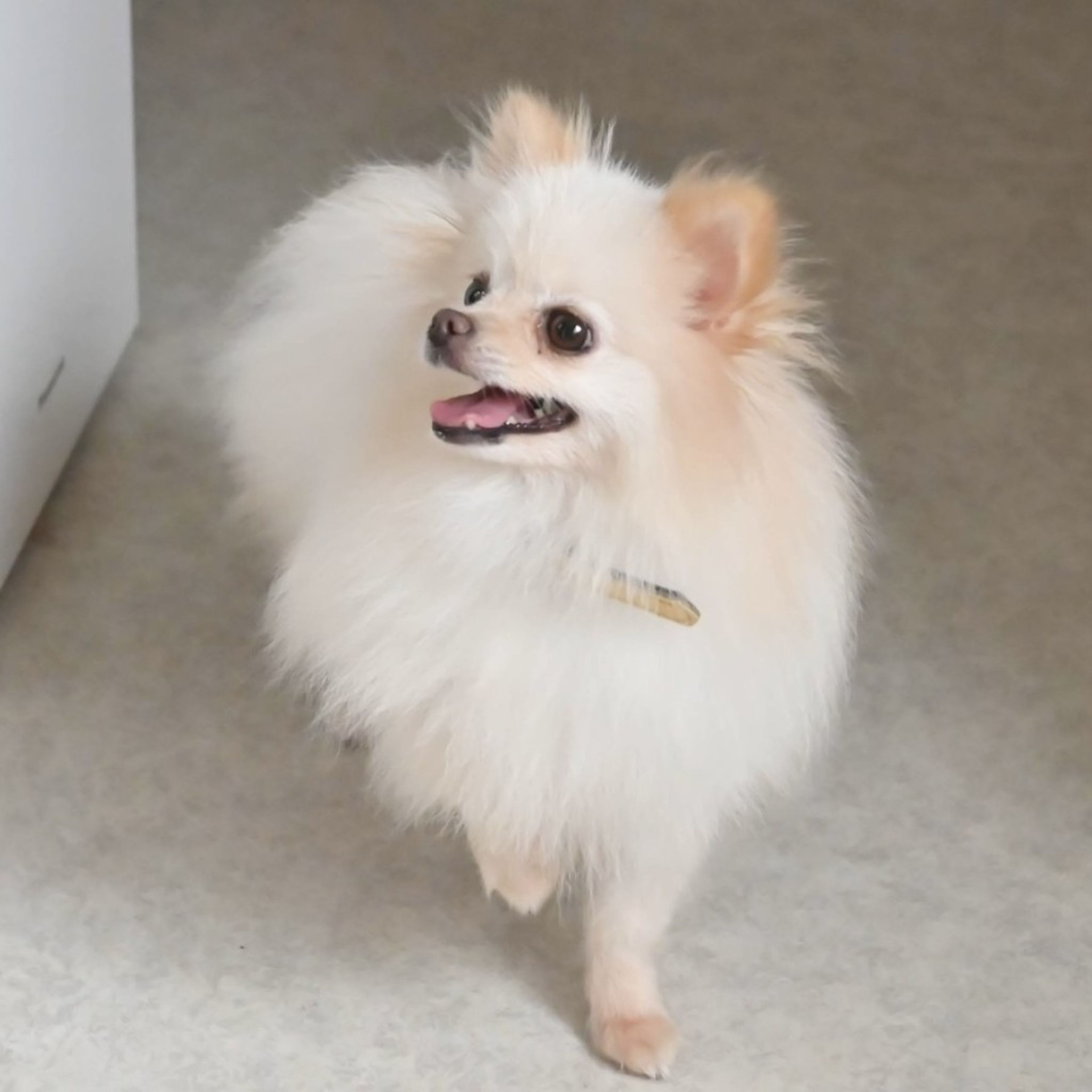 pet-image-5