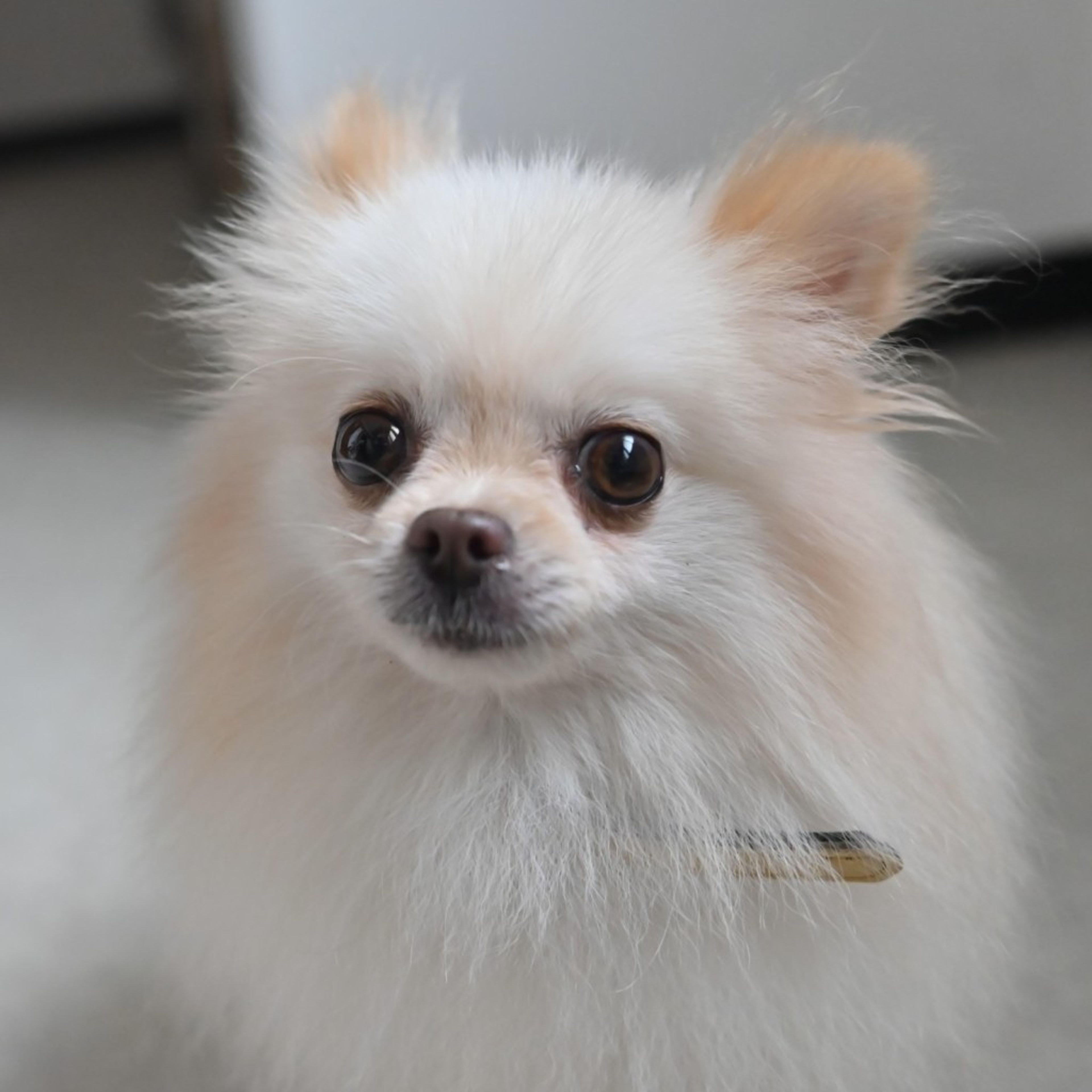 pet-image-6