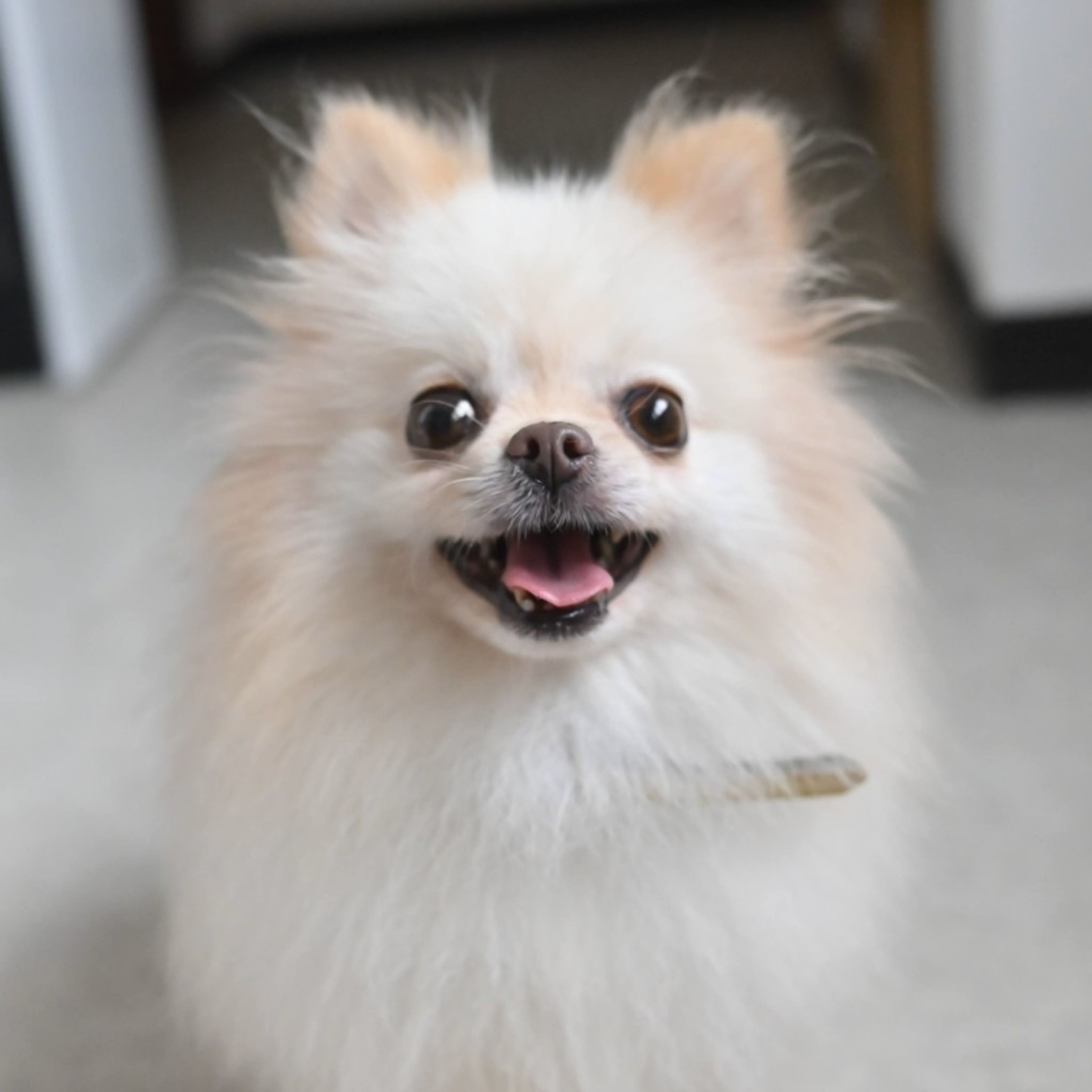 小柄でモフモフの可愛いポメラニアンの女の子 | ポメラニアン | 一般