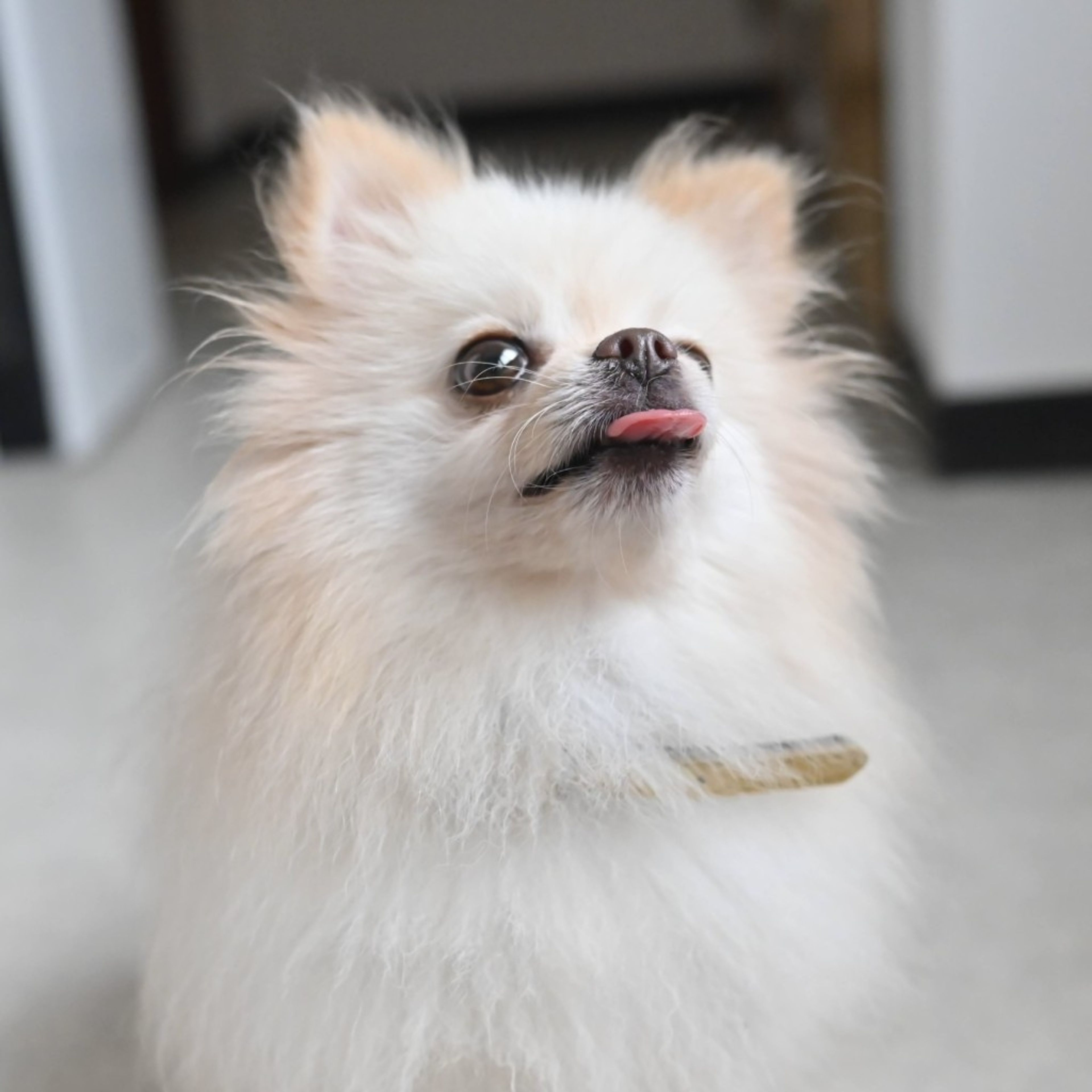 小柄でモフモフの可愛いポメラニアンの女の子 | ポメラニアン | 一般